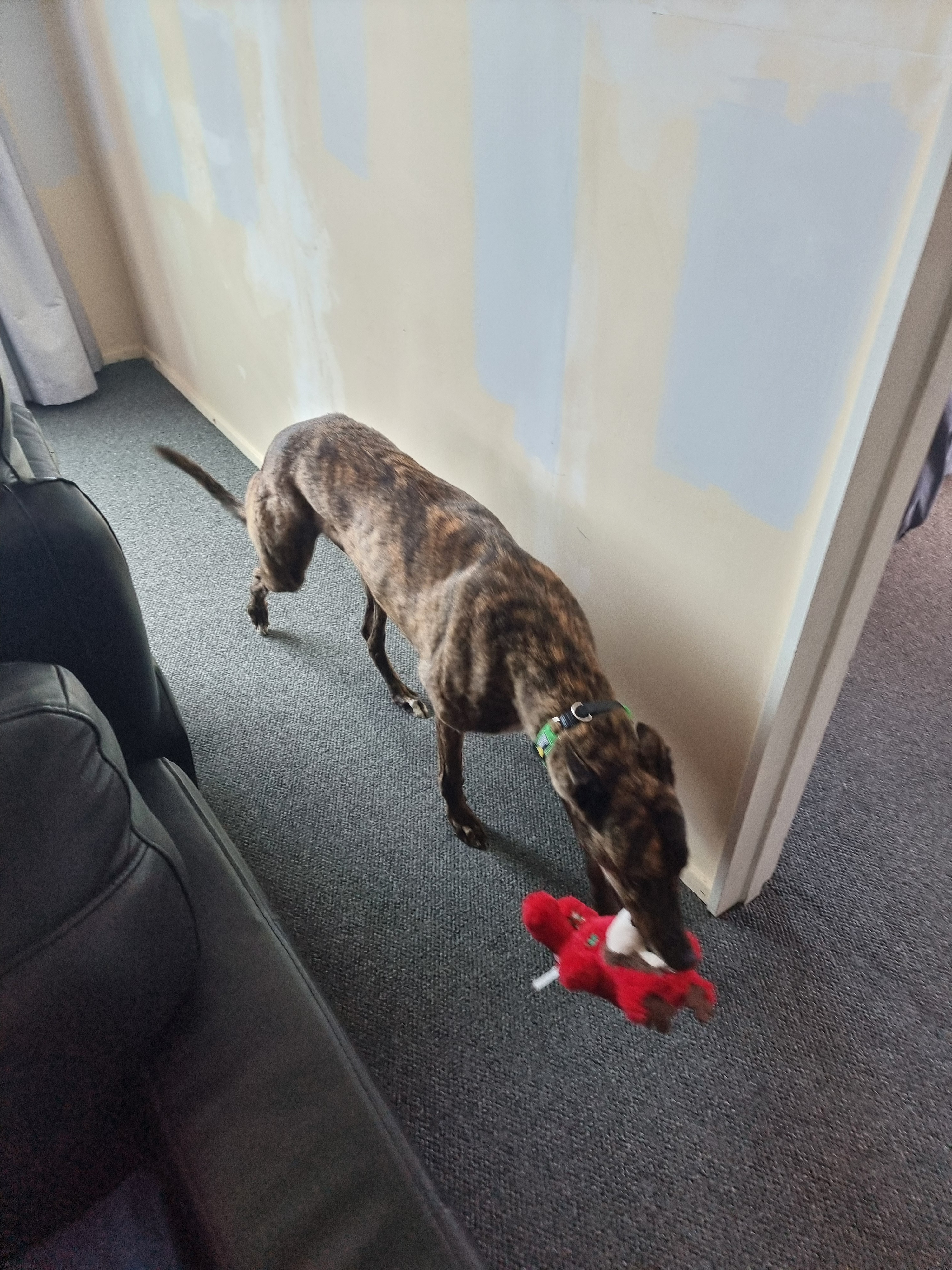 Bonnie Gallery Image 3