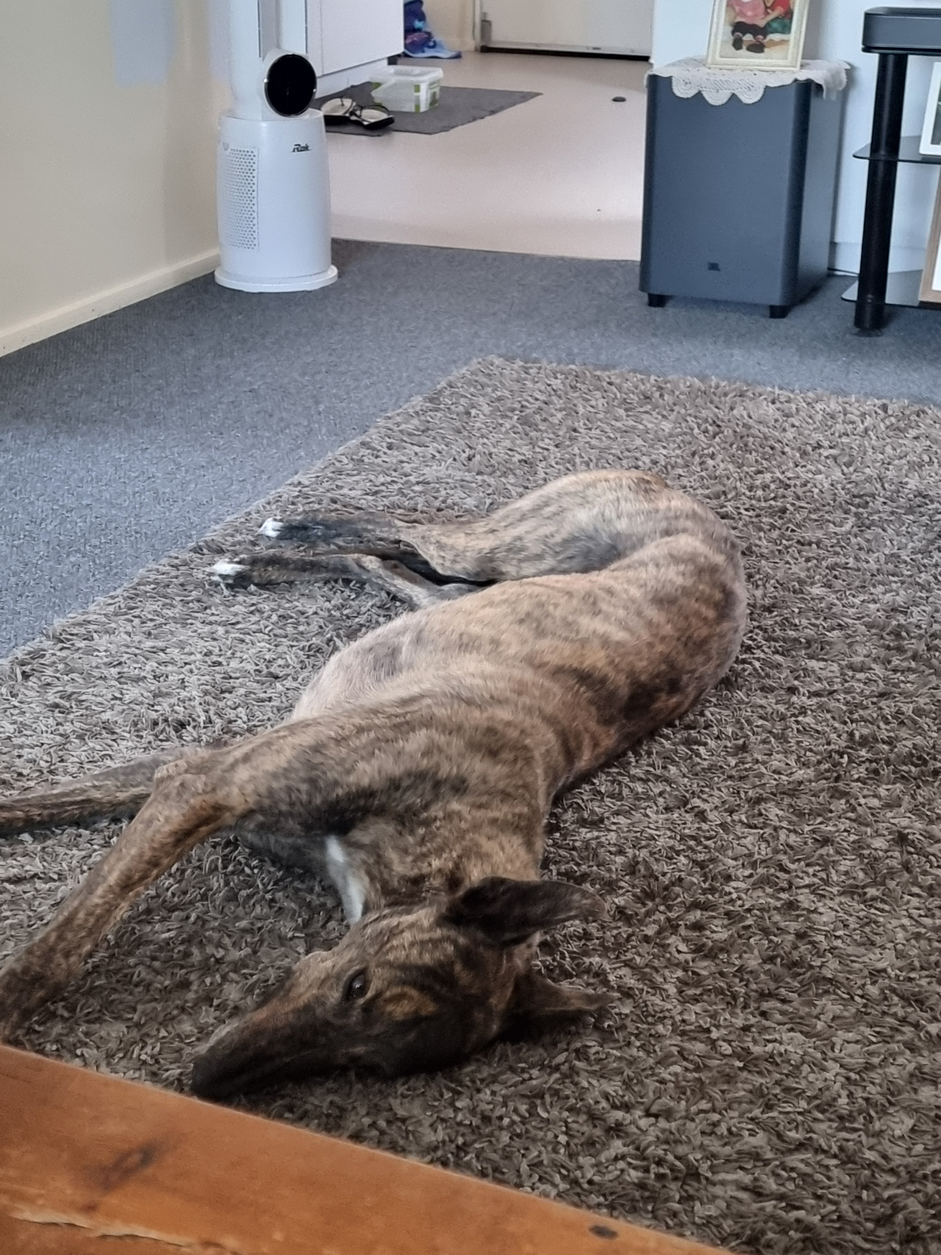 Bonnie Gallery Image 4