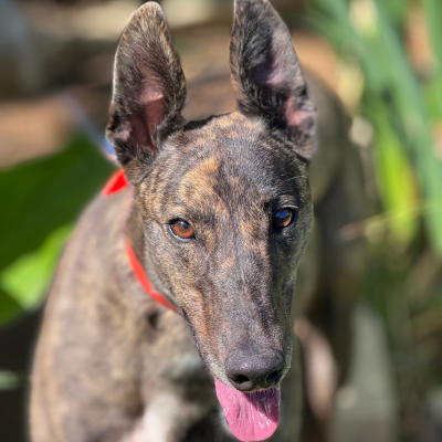 Bonnie Gallery Image 6