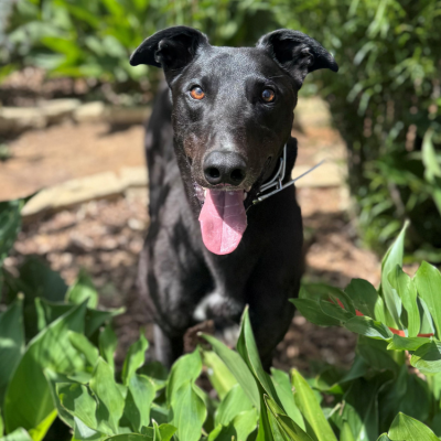 Bono Gallery Image 5