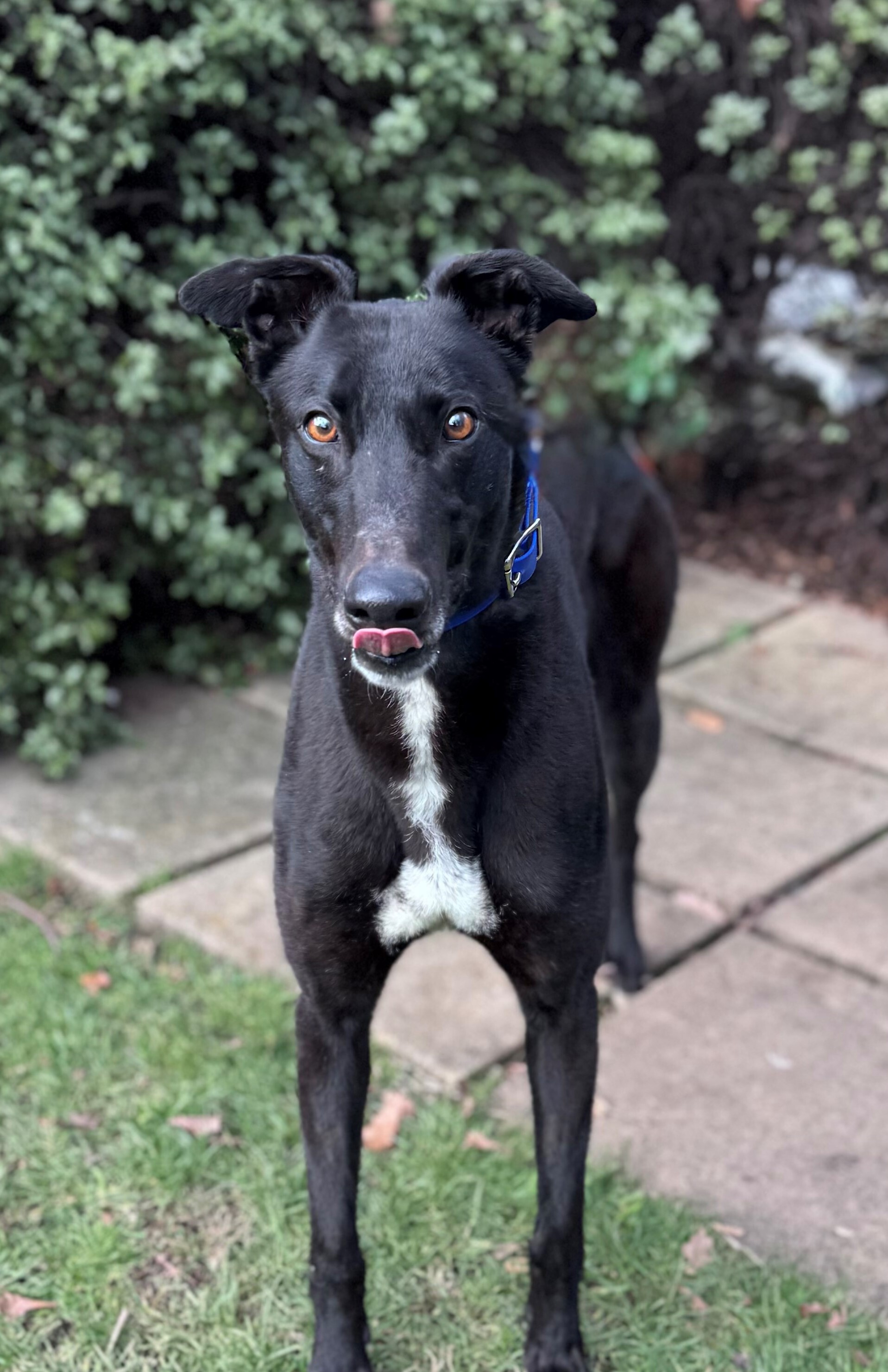 Caper Gallery Image 2