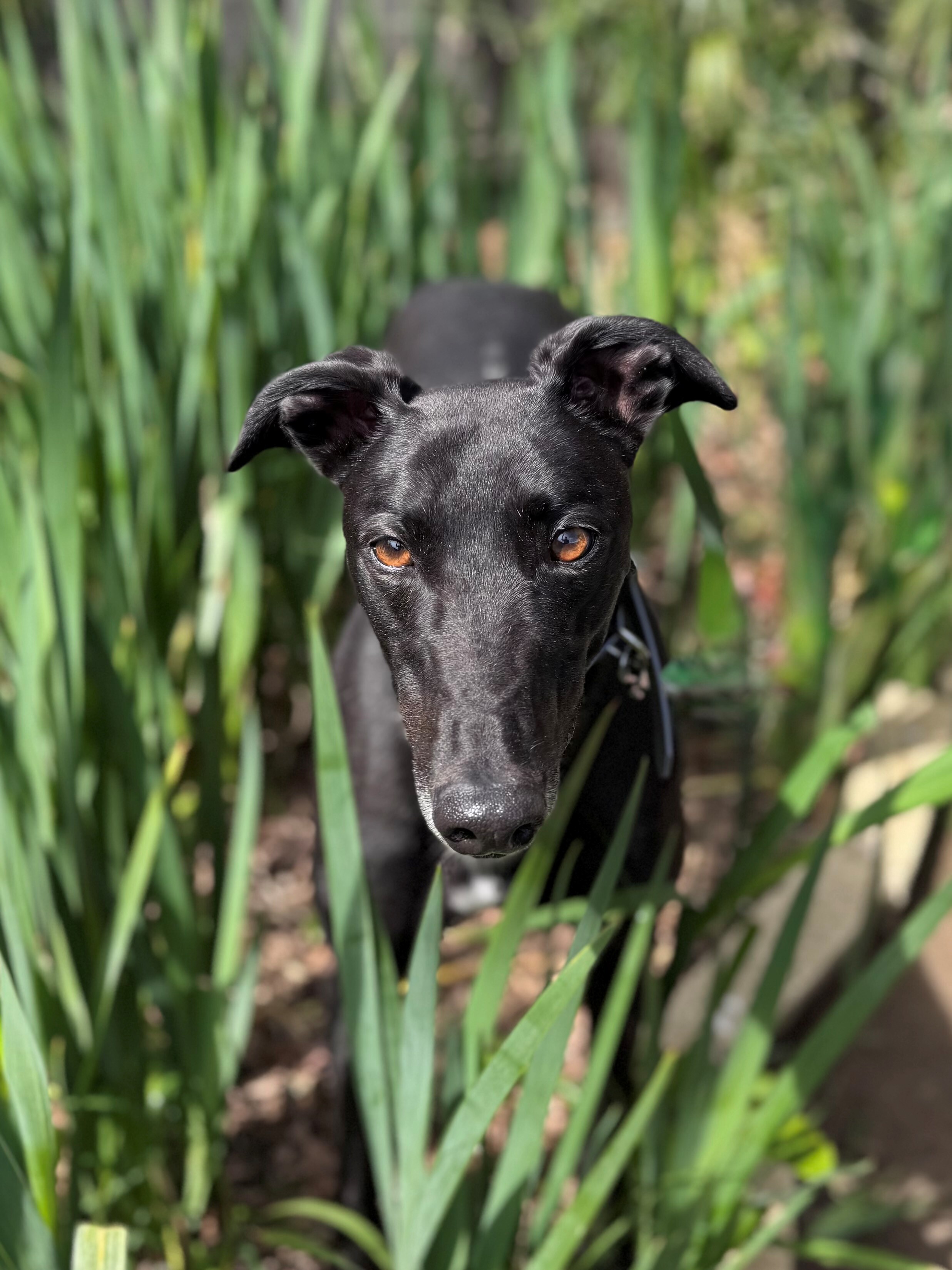 Danger Gallery Image 4