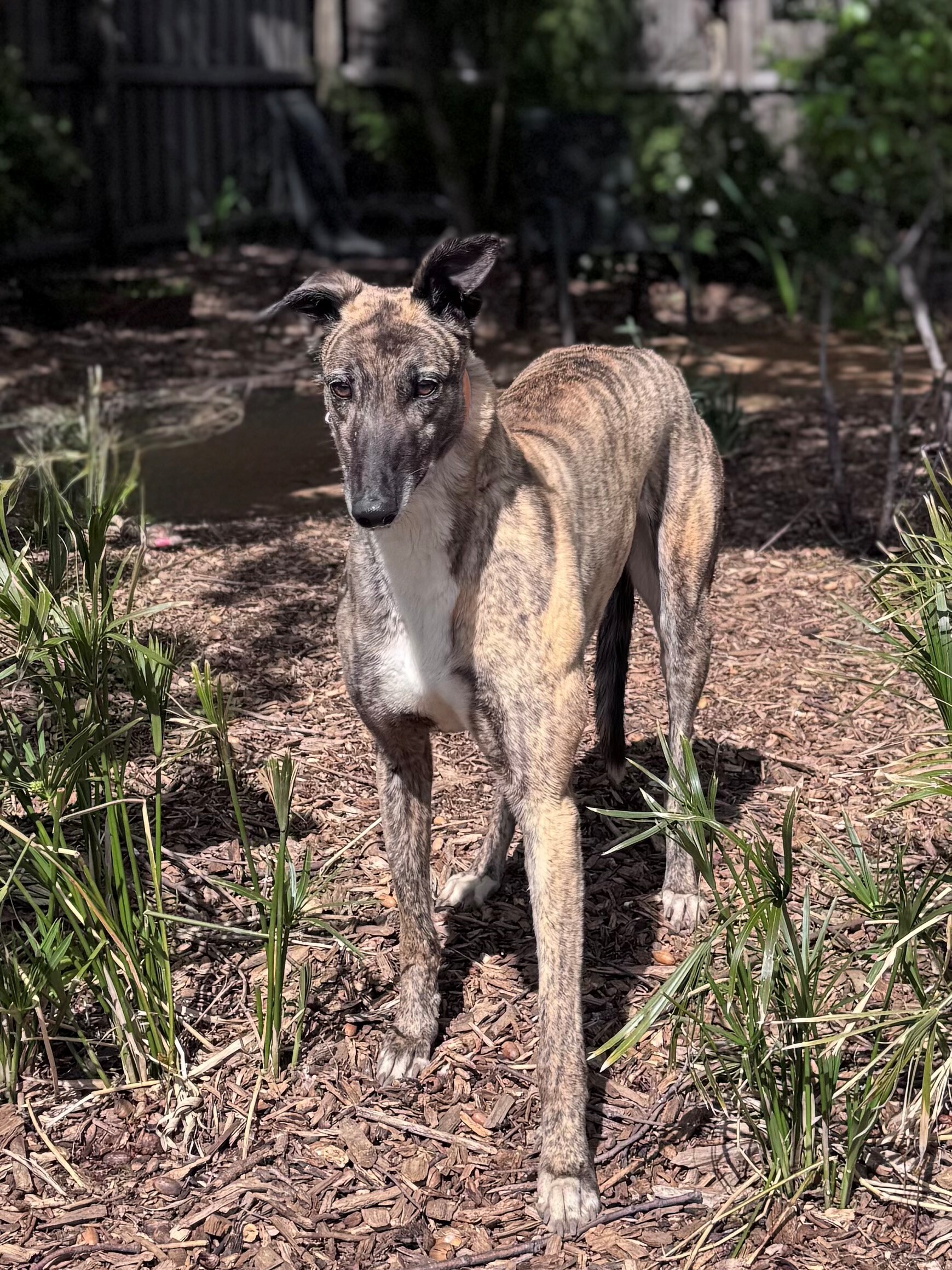 Flirt Gallery Image 2