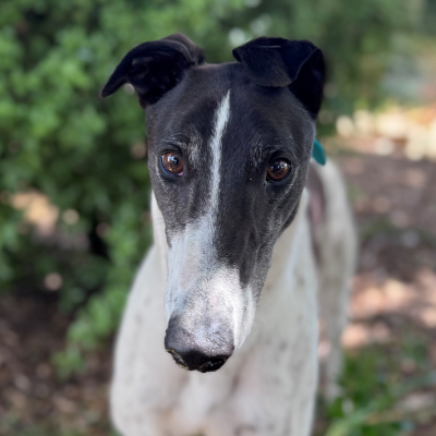 Fonzie Gallery Image 3