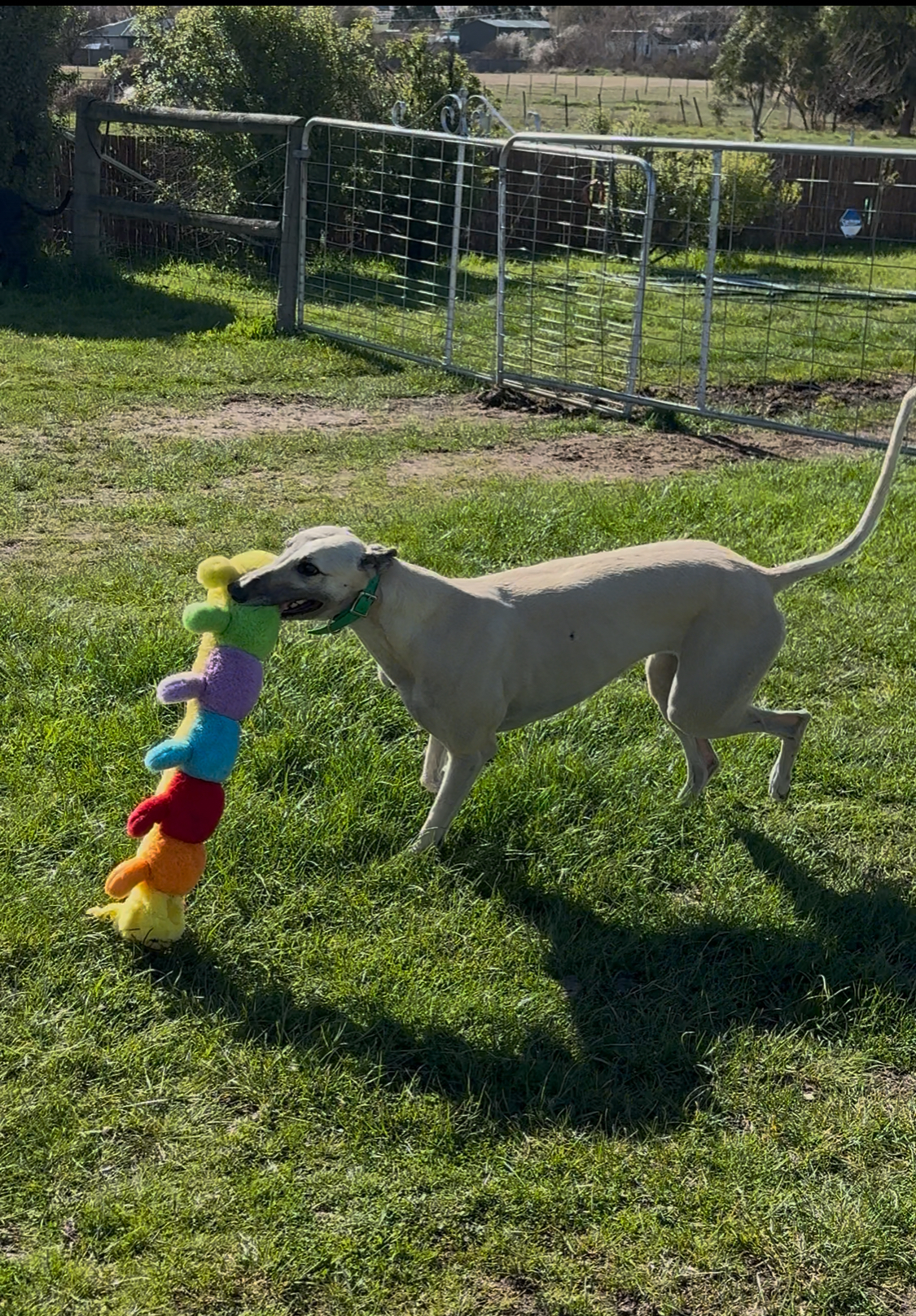 Fran Gallery Image 5