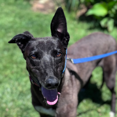 Georgie Gallery Image 4