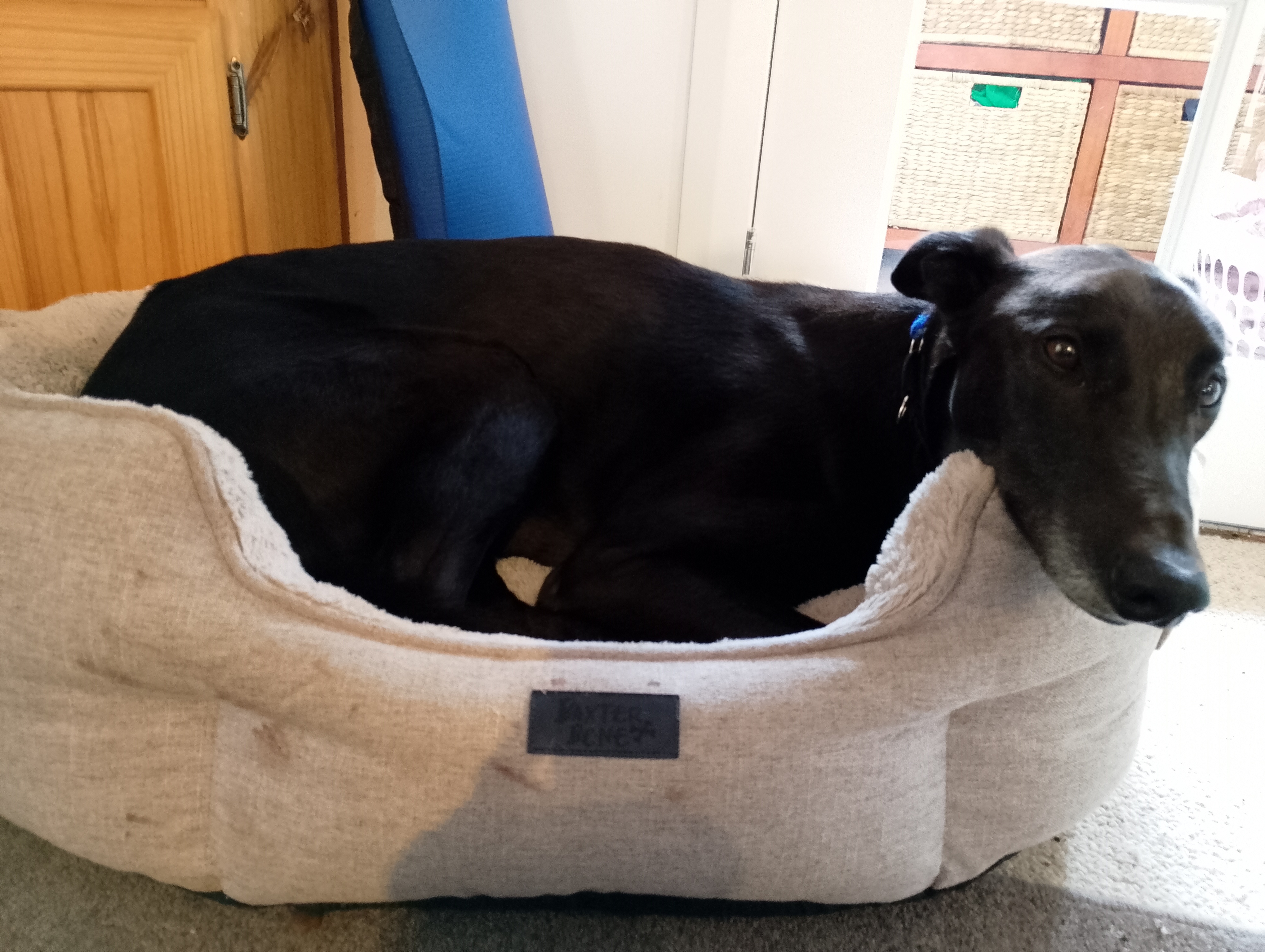 Bobby Gallery Image 4