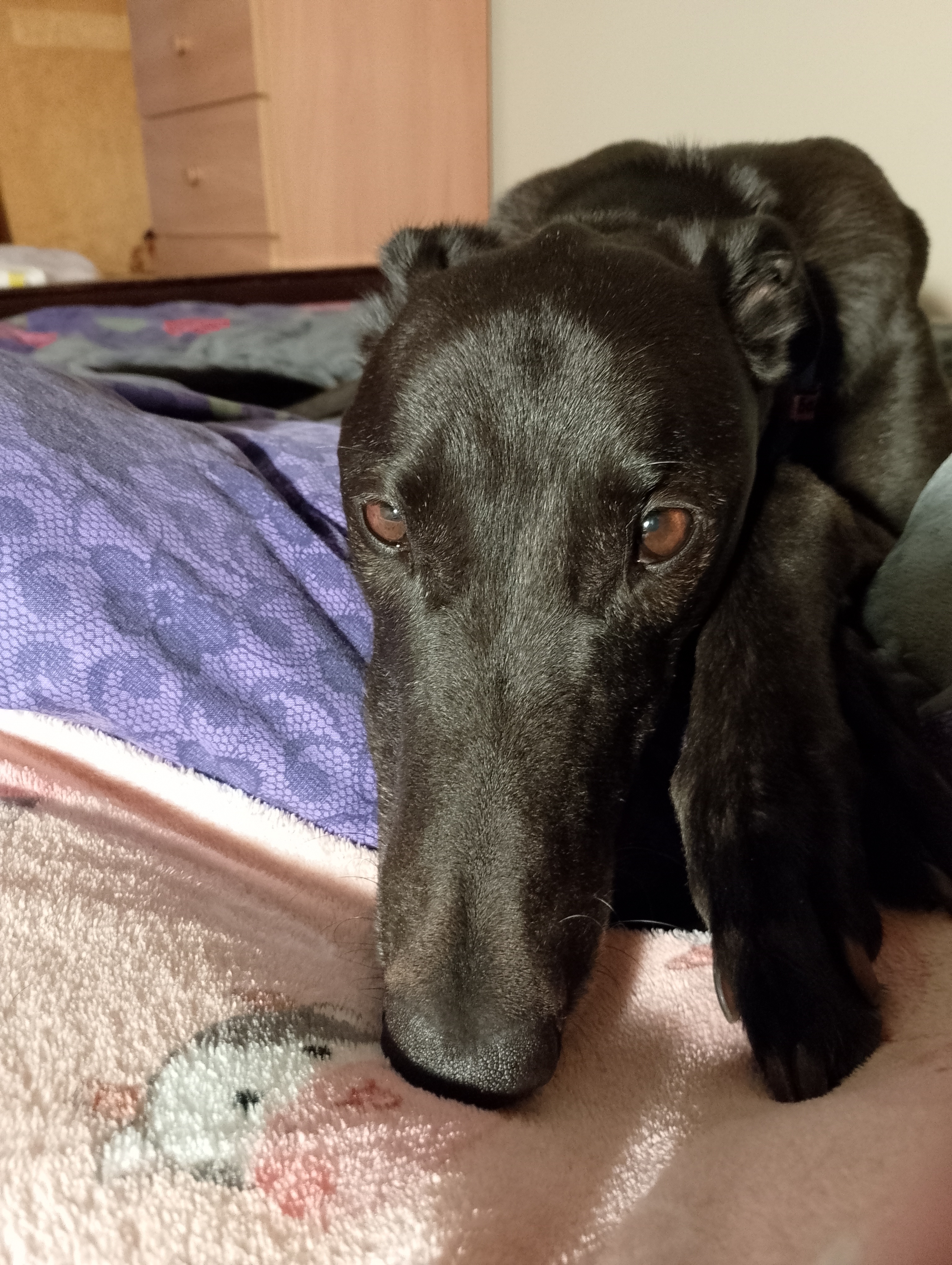 Bobby Gallery Image 5