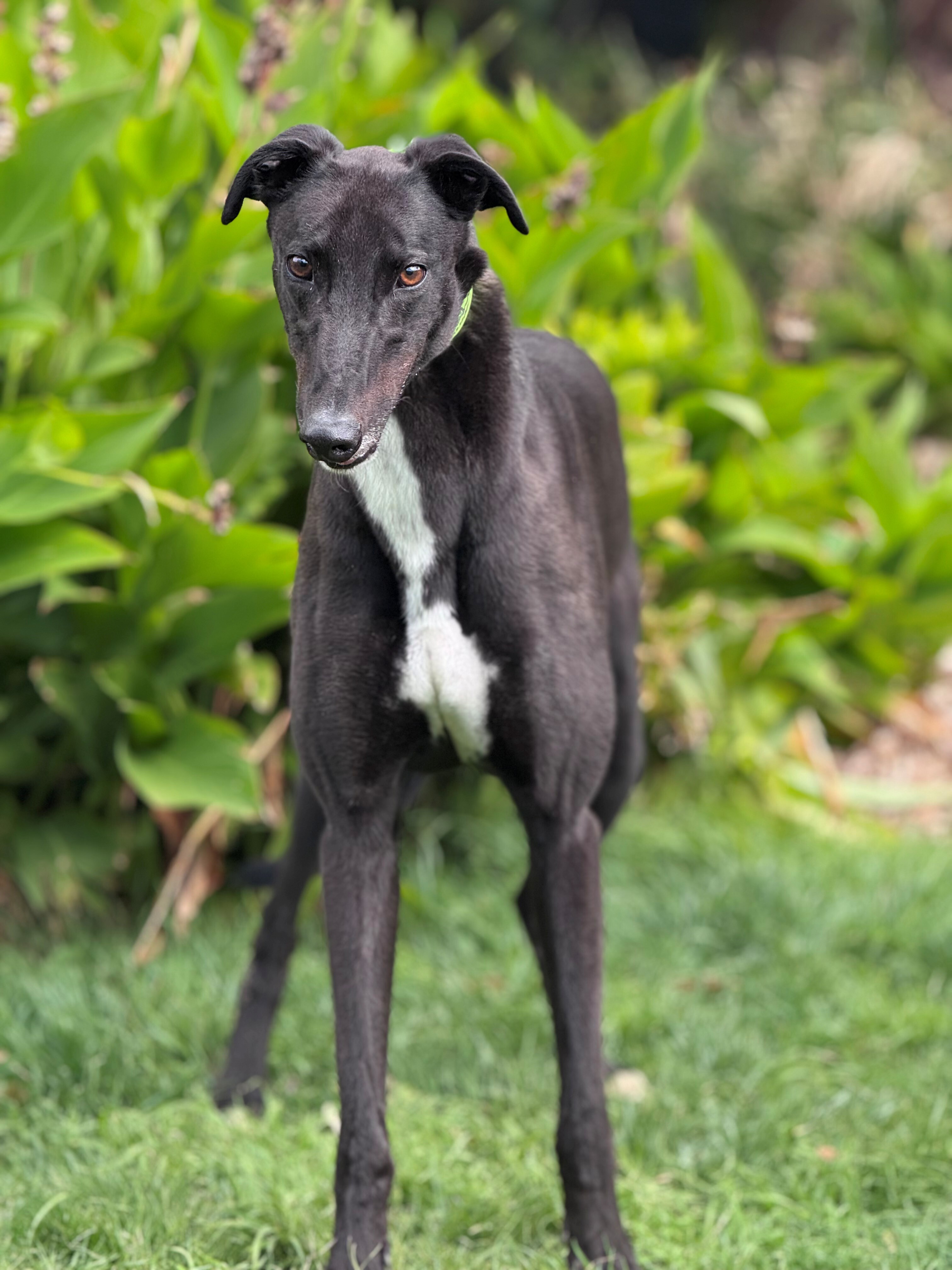 Jaws Gallery Image 3