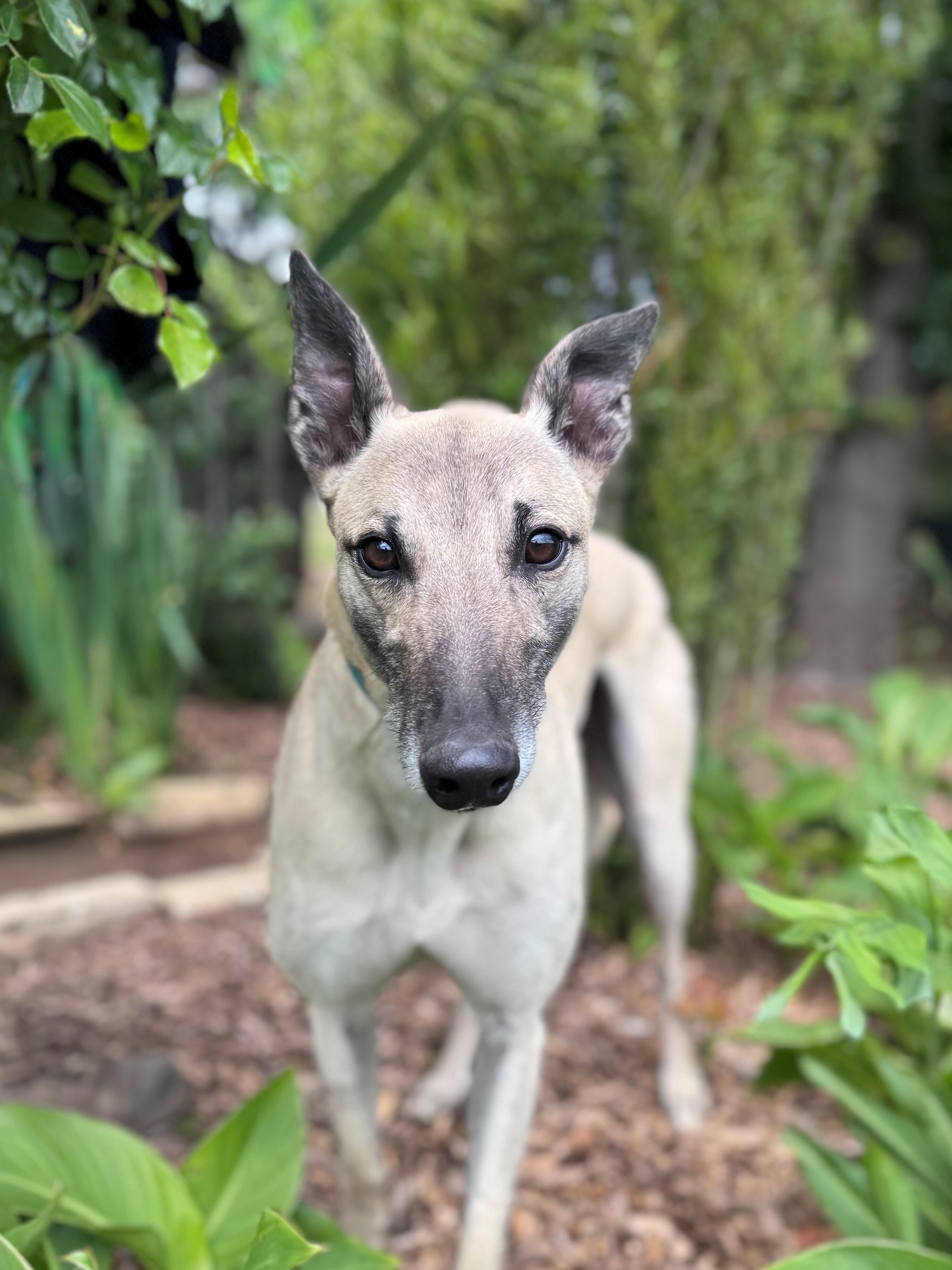 Johnny Gallery Image 2