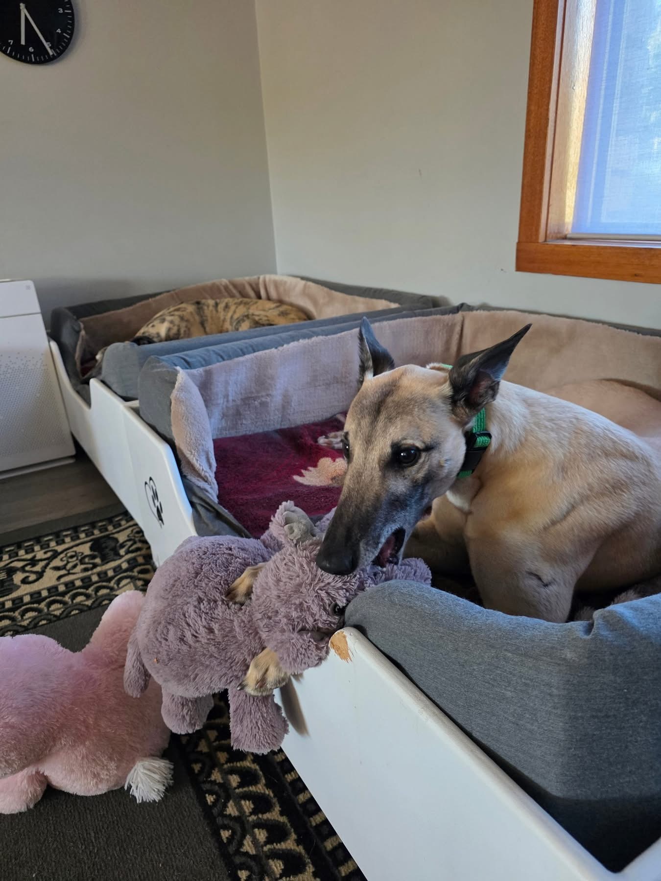 Johnny Gallery Image 4