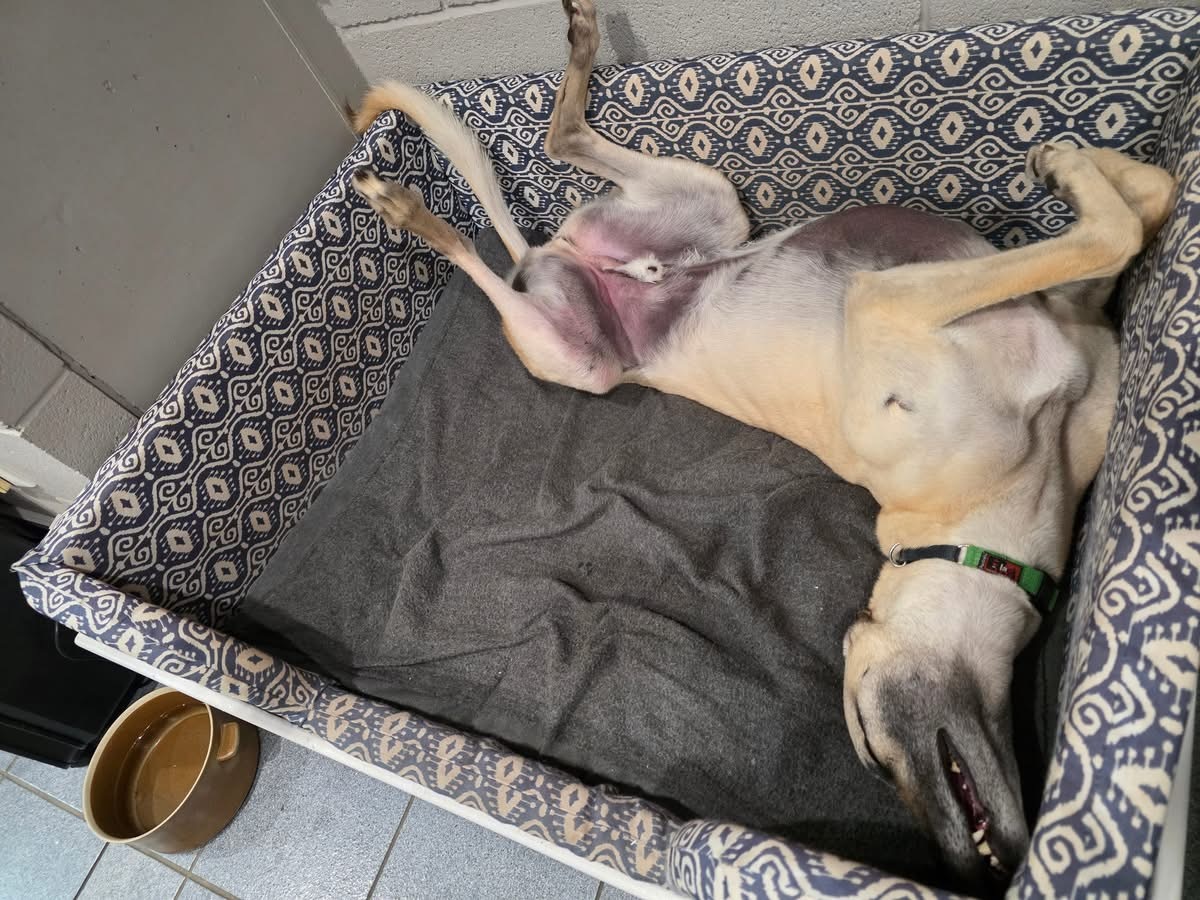 Johnny Gallery Image 5