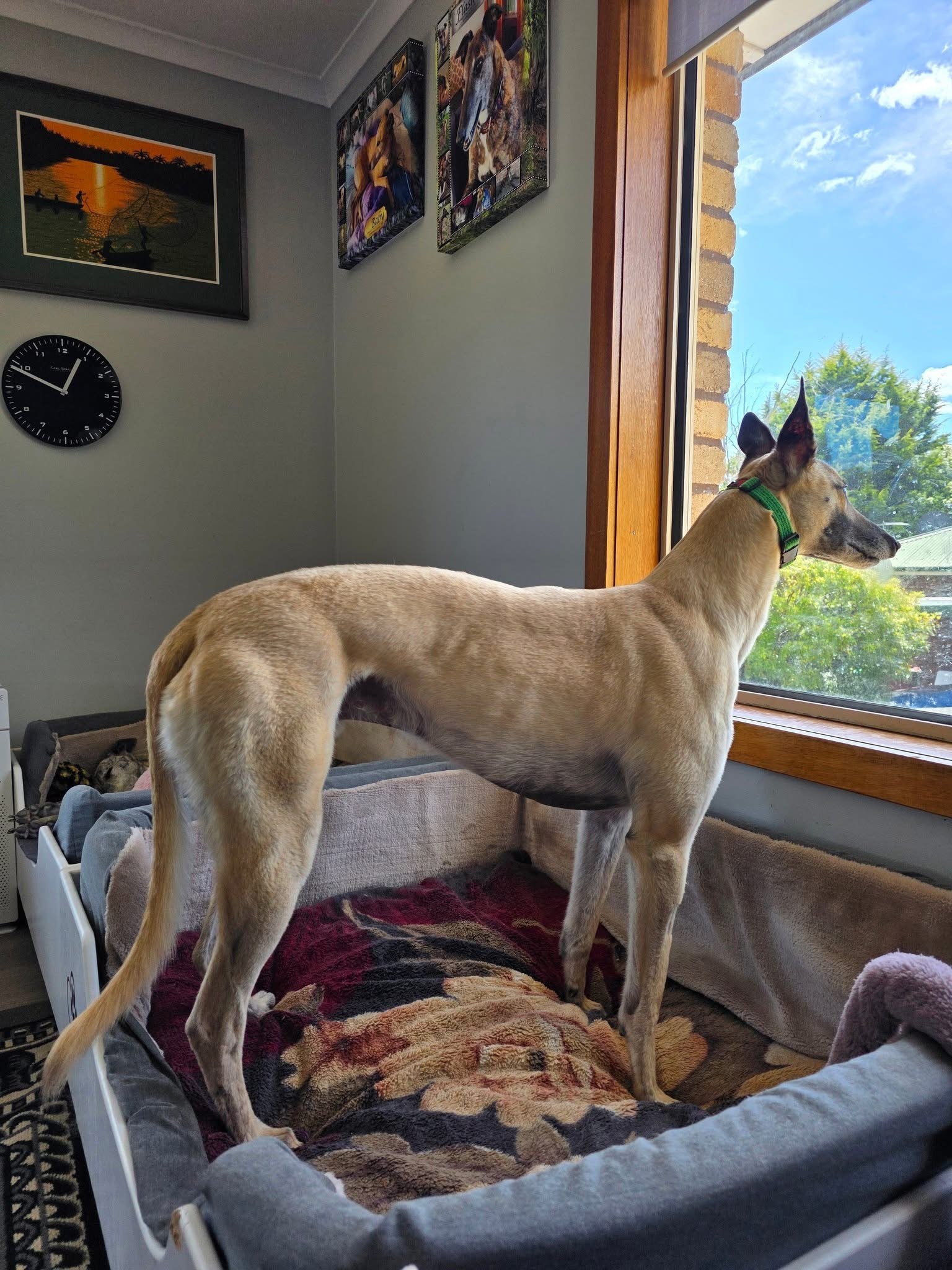 Johnny Gallery Image 7