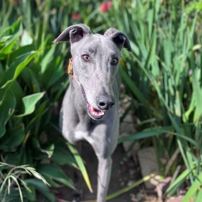 Kirk Gallery Image 2