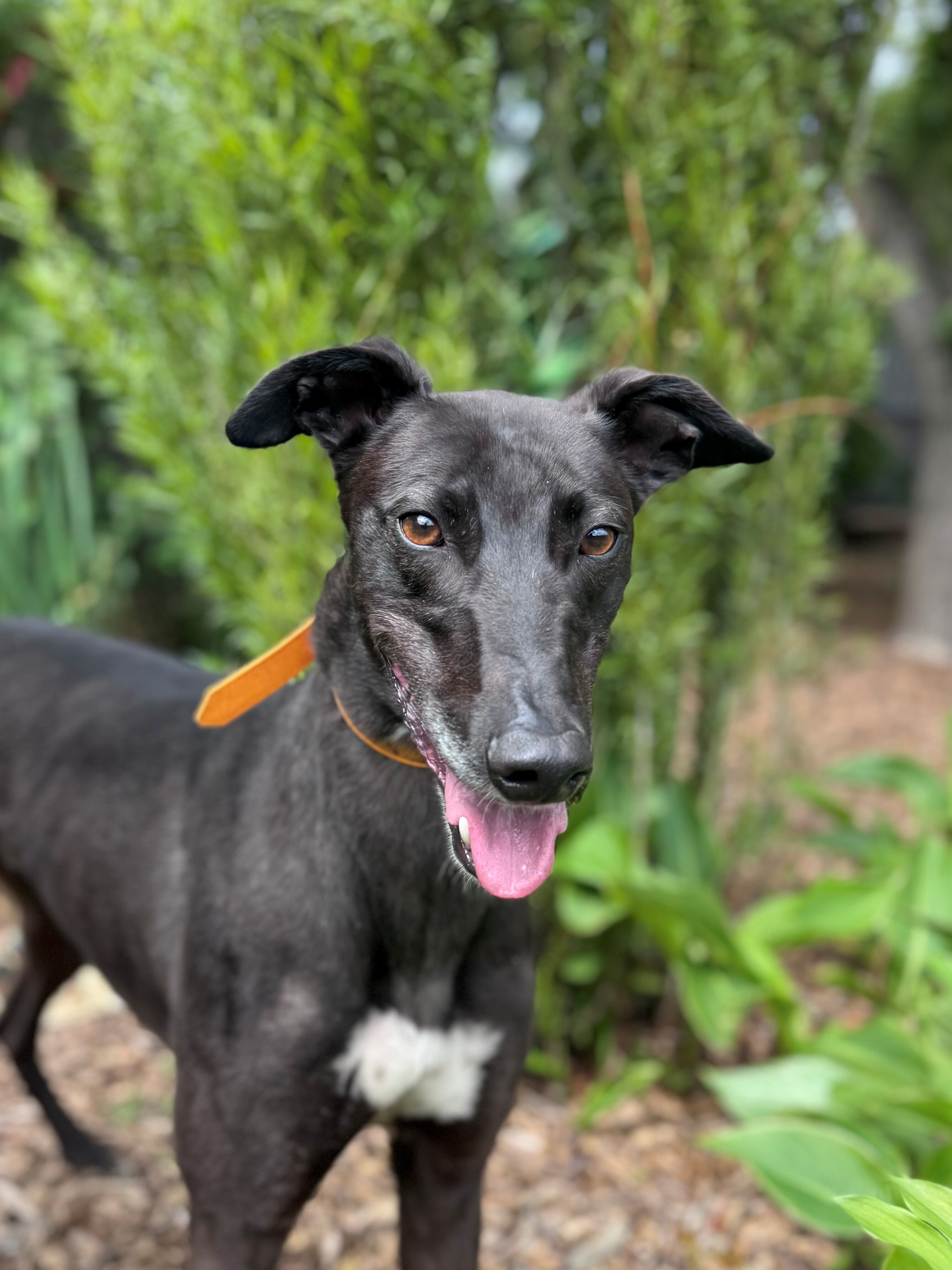 Nemo Gallery Image 2