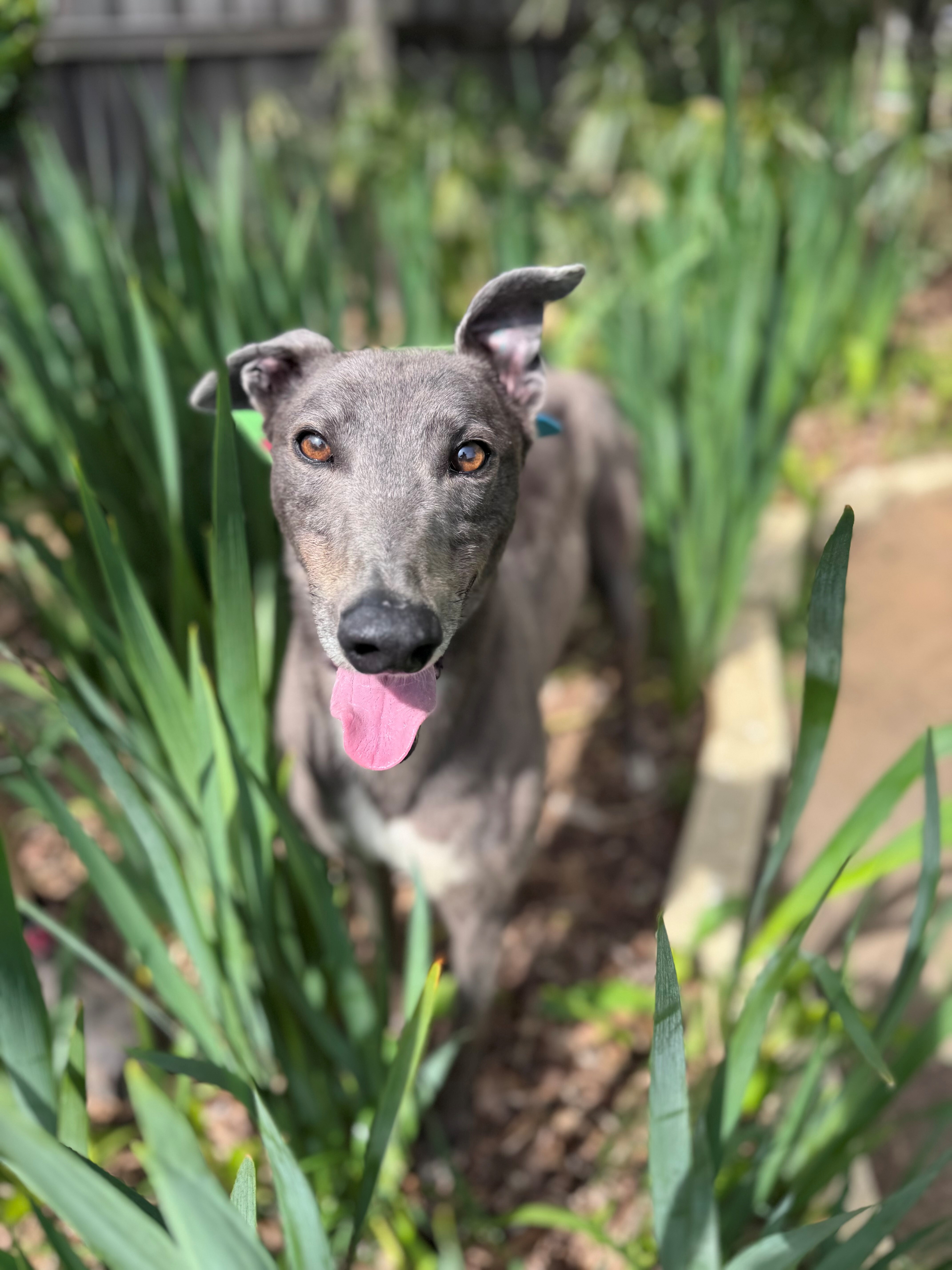 Oden Gallery Image 2