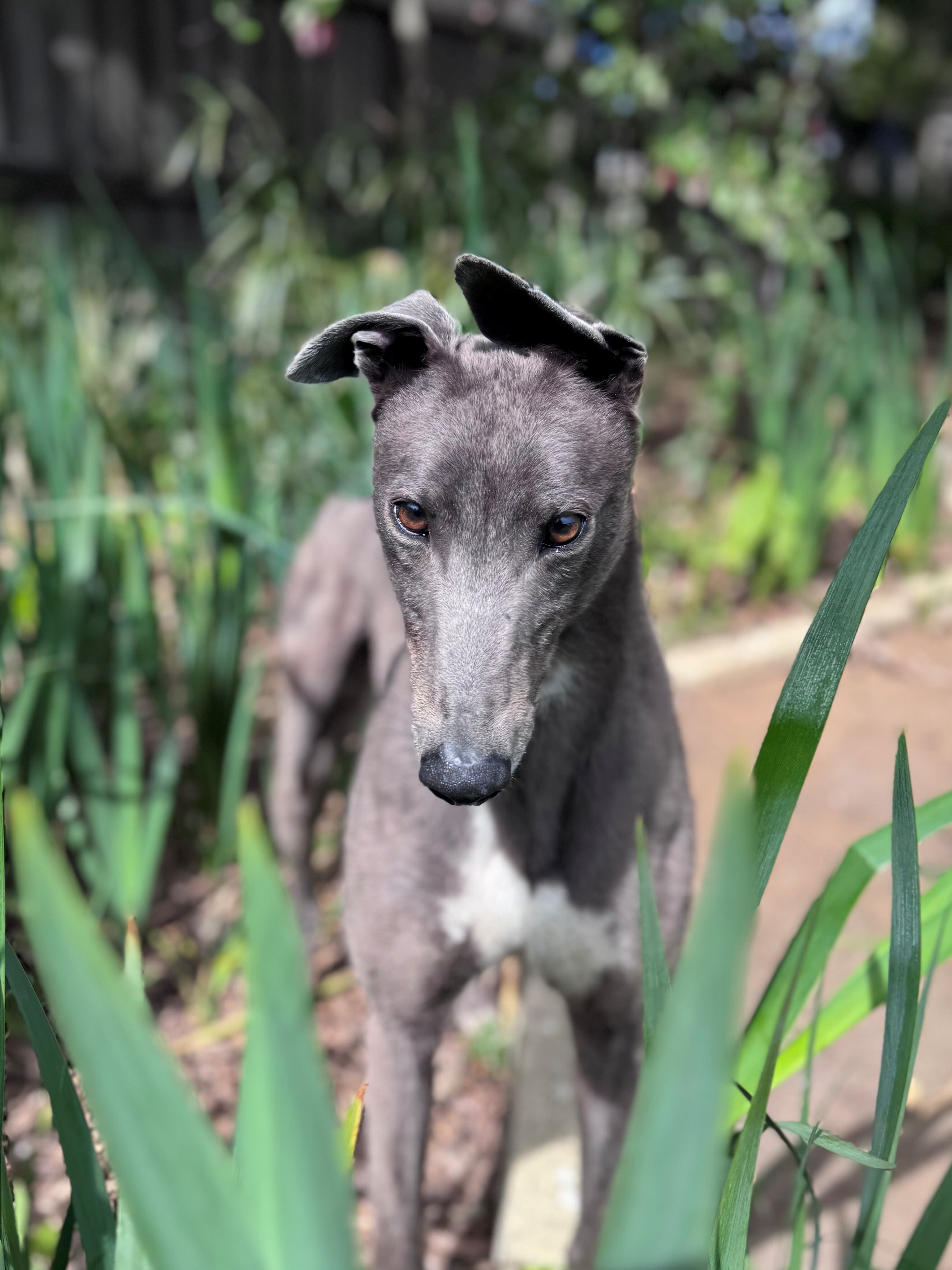 Oden Gallery Image 5