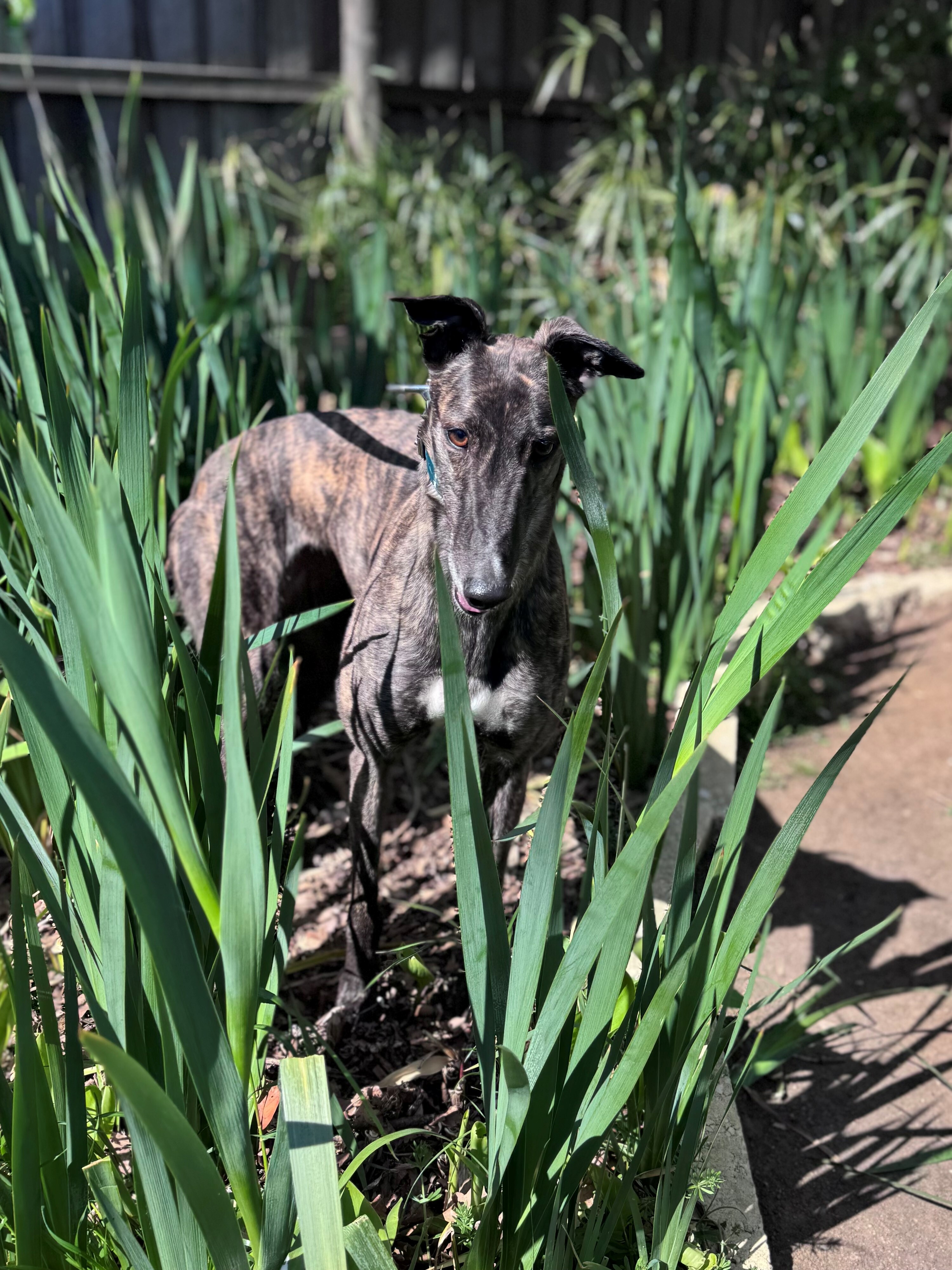 Pearl Gallery Image 2