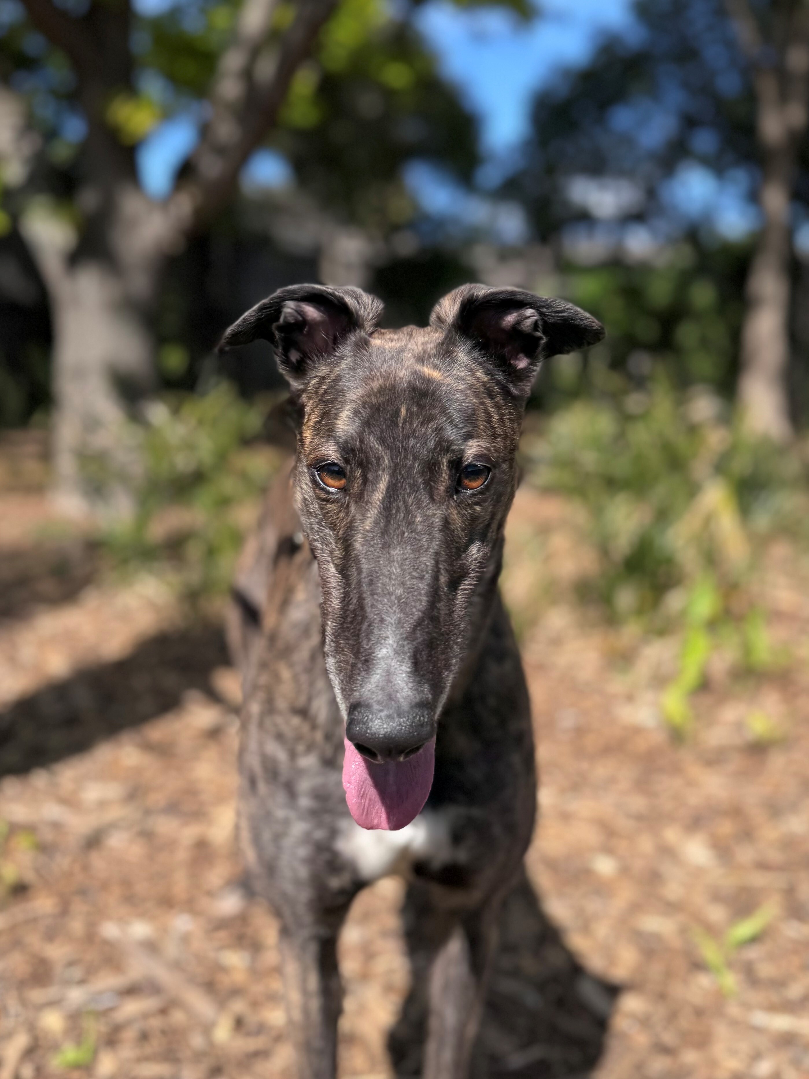 Pearl Gallery Image 4