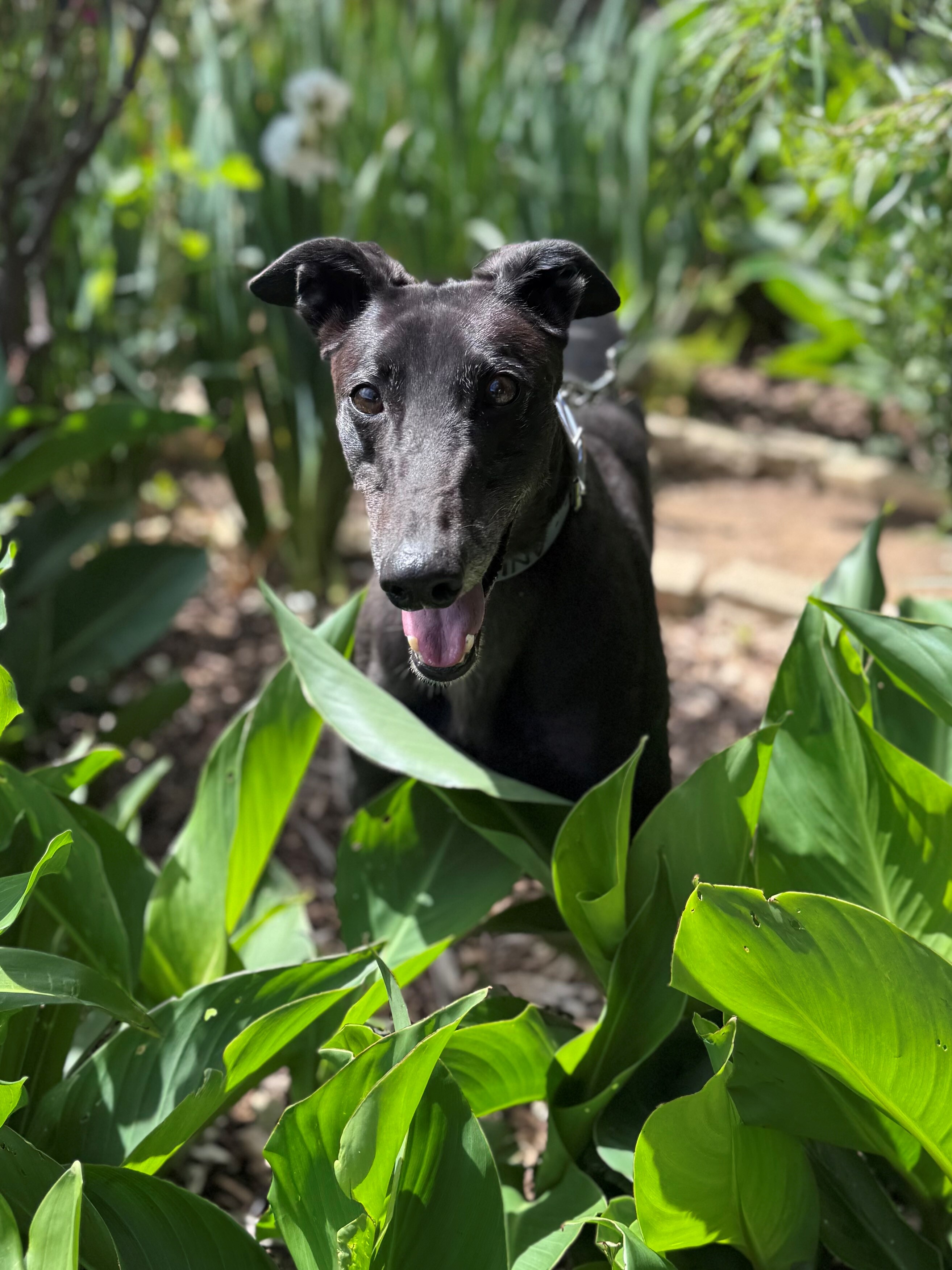 Anika Gallery Image 2