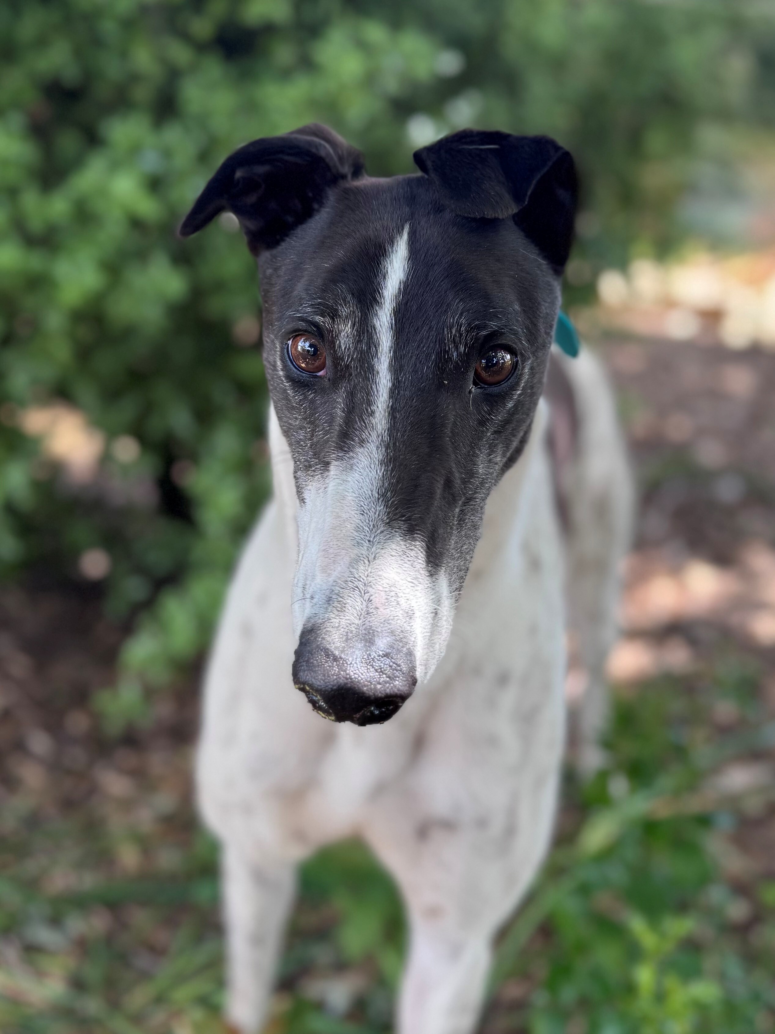 Fonzie Gallery Image 2