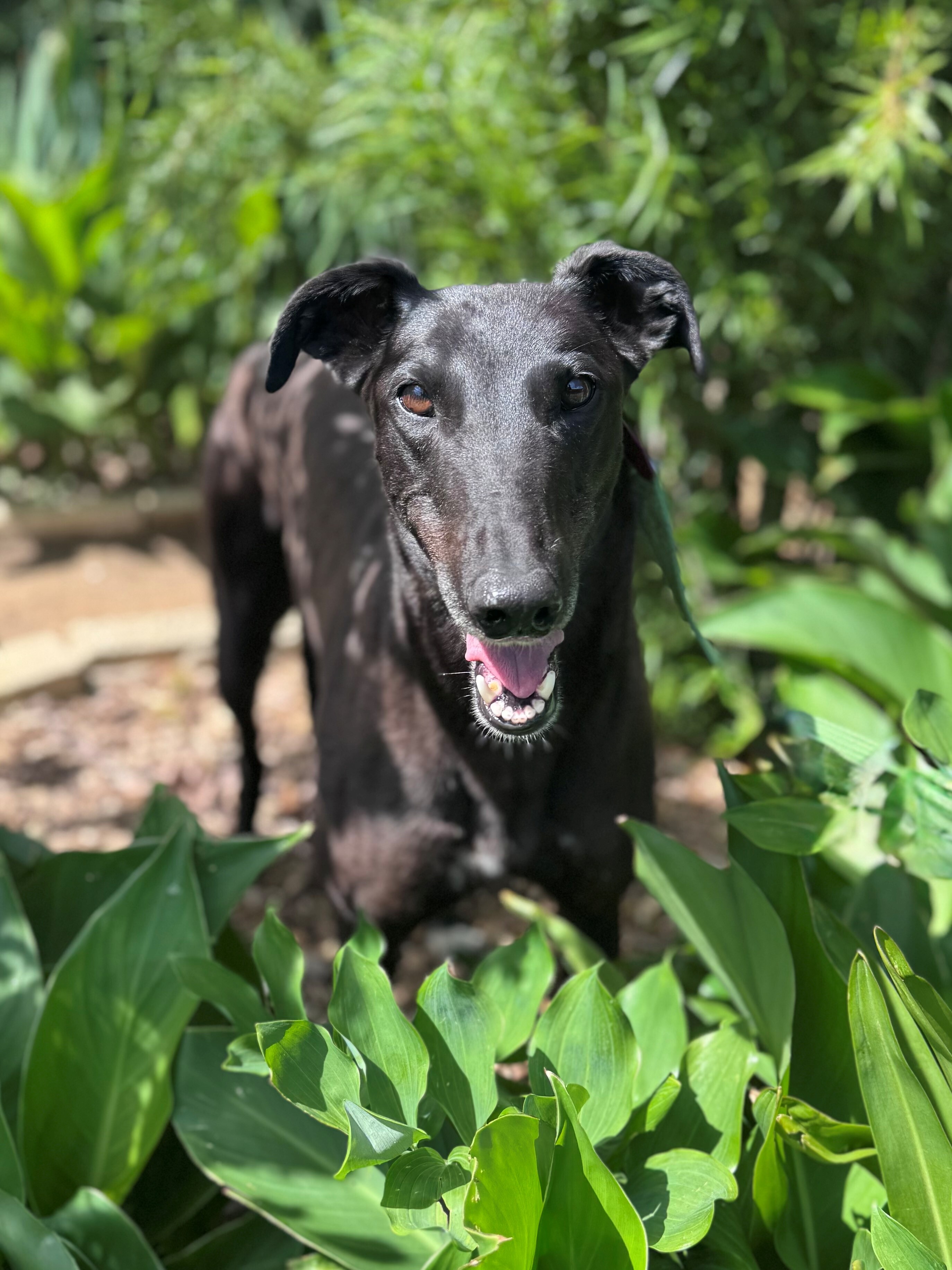 Sally Gallery Image 2