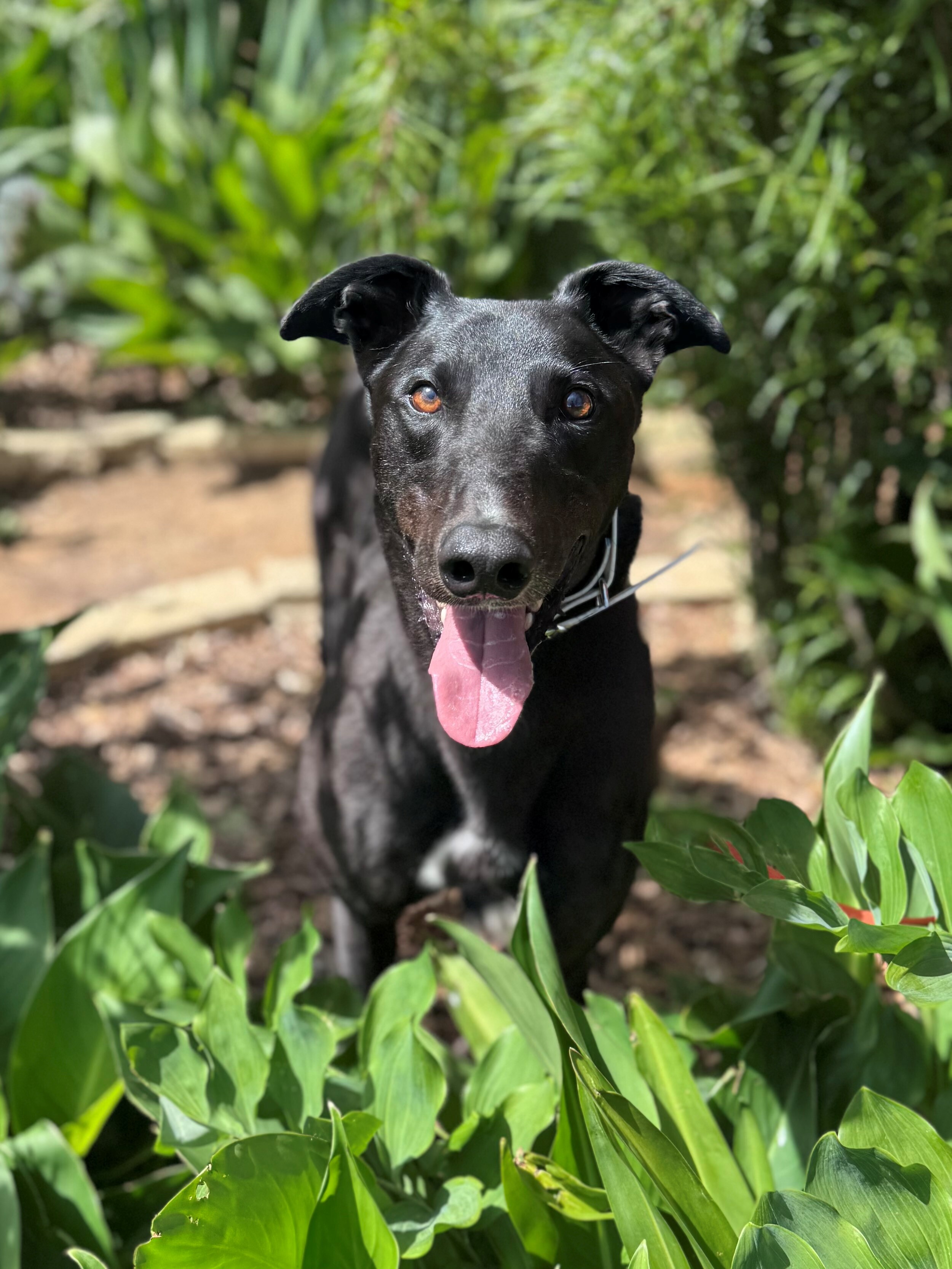 Bono Gallery Image 2