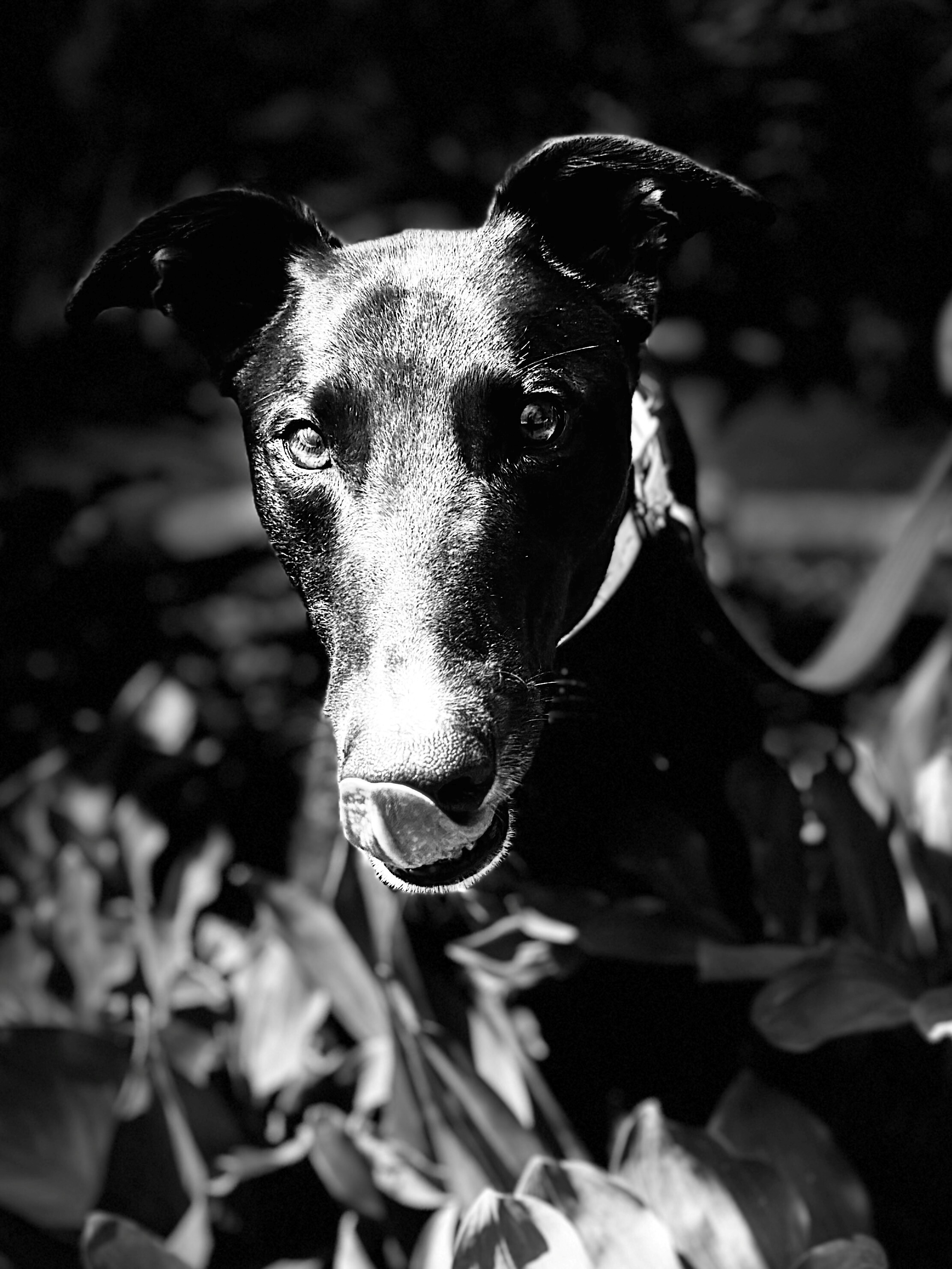 Bono Gallery Image 4