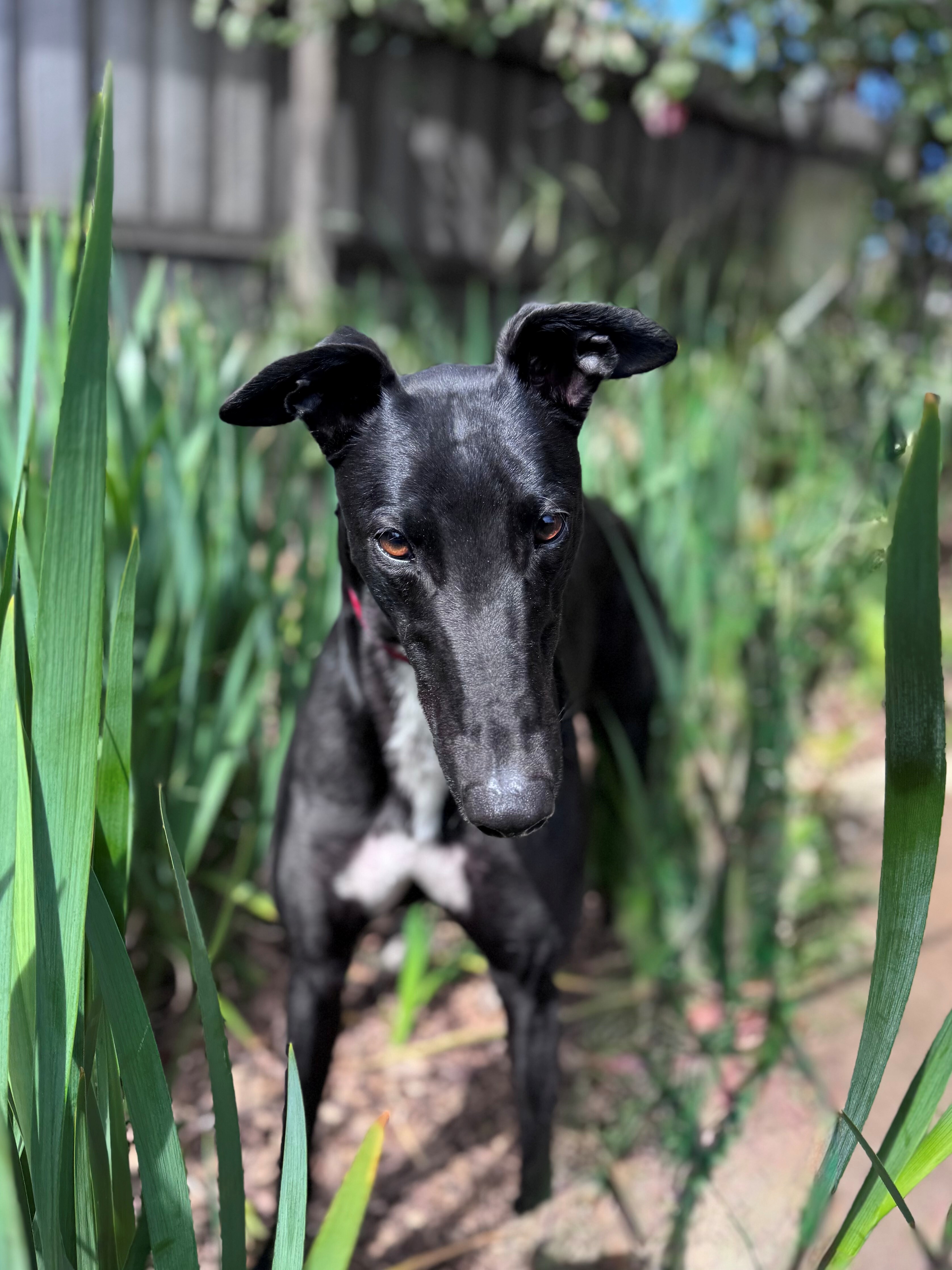 Remus Gallery Image 2