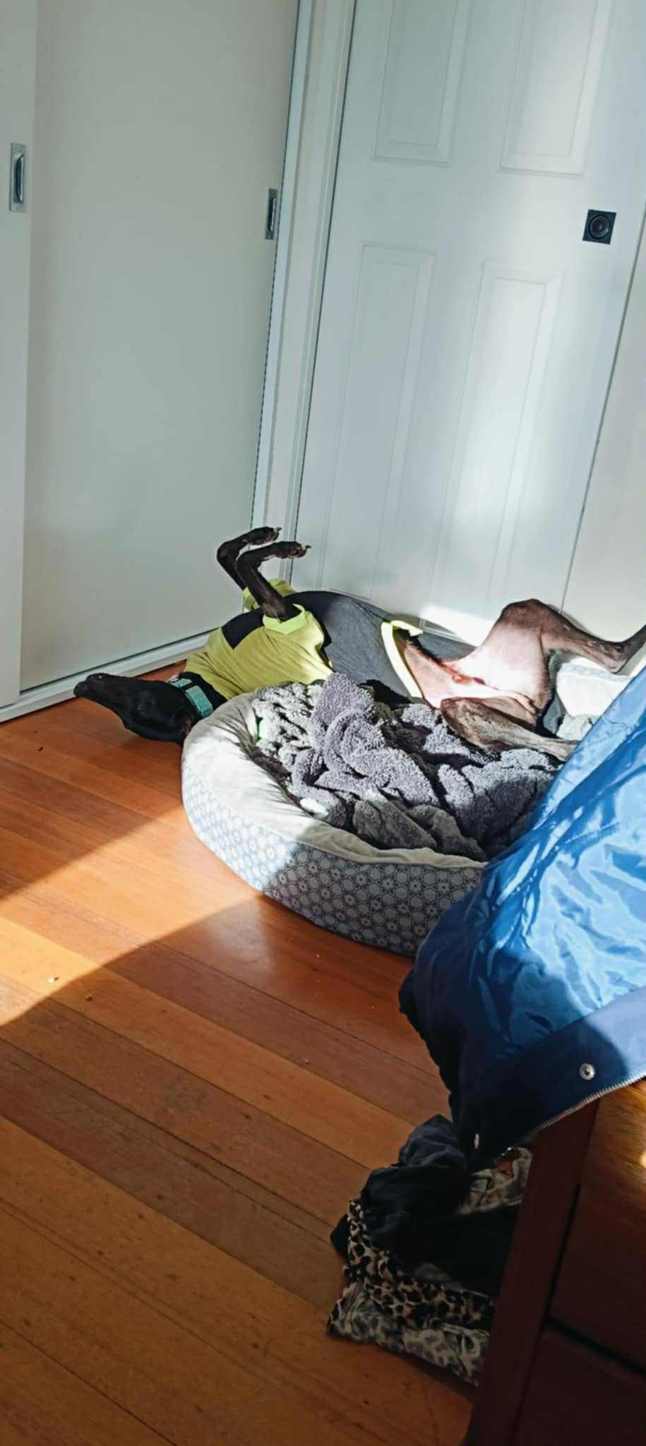 Remus Gallery Image 4