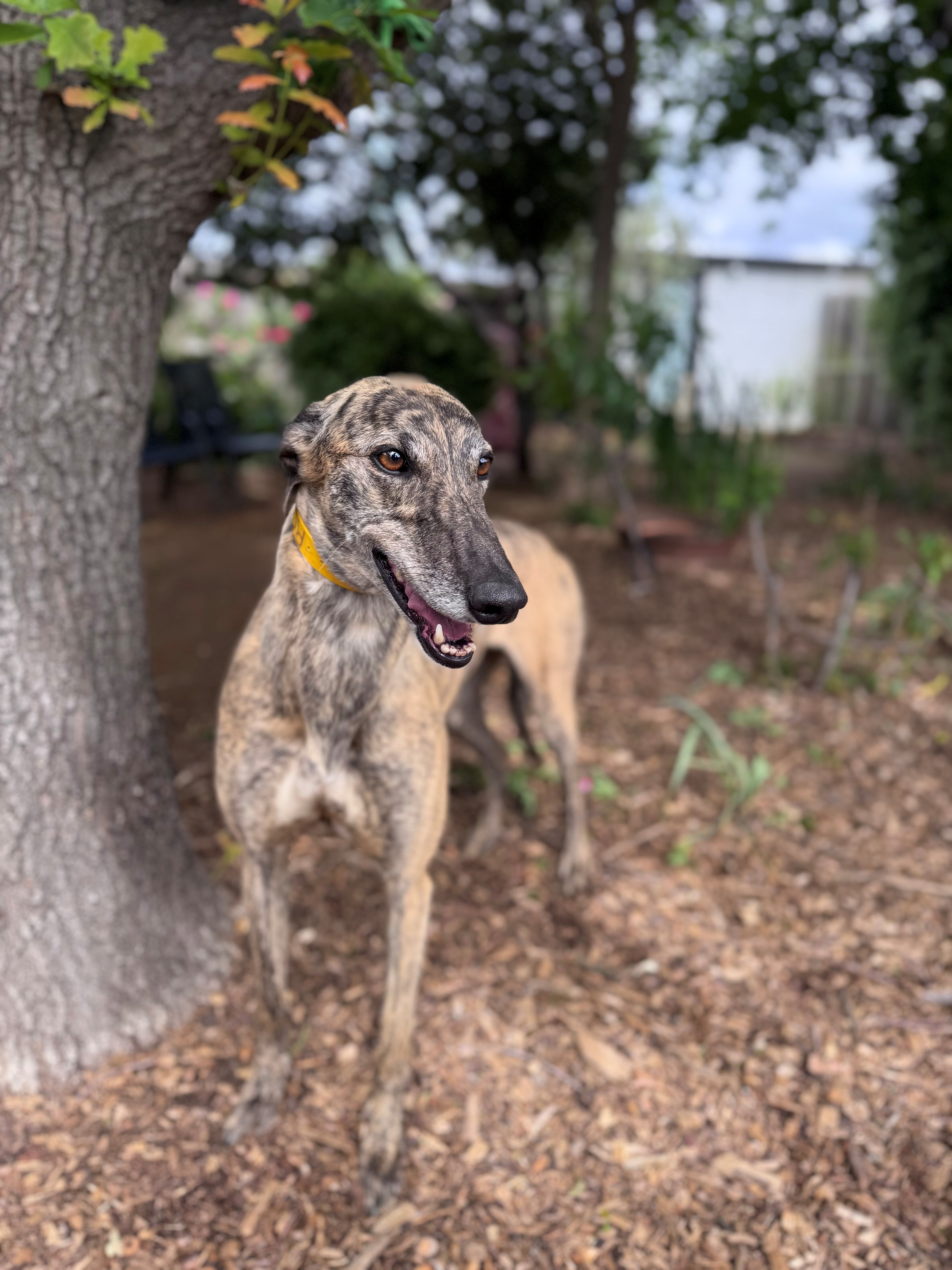 Roxy Gallery Image 2