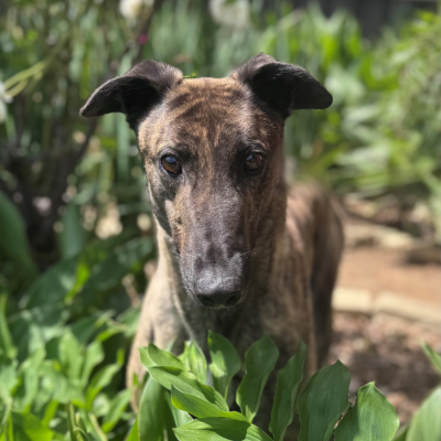 Rusty Gallery Image 2