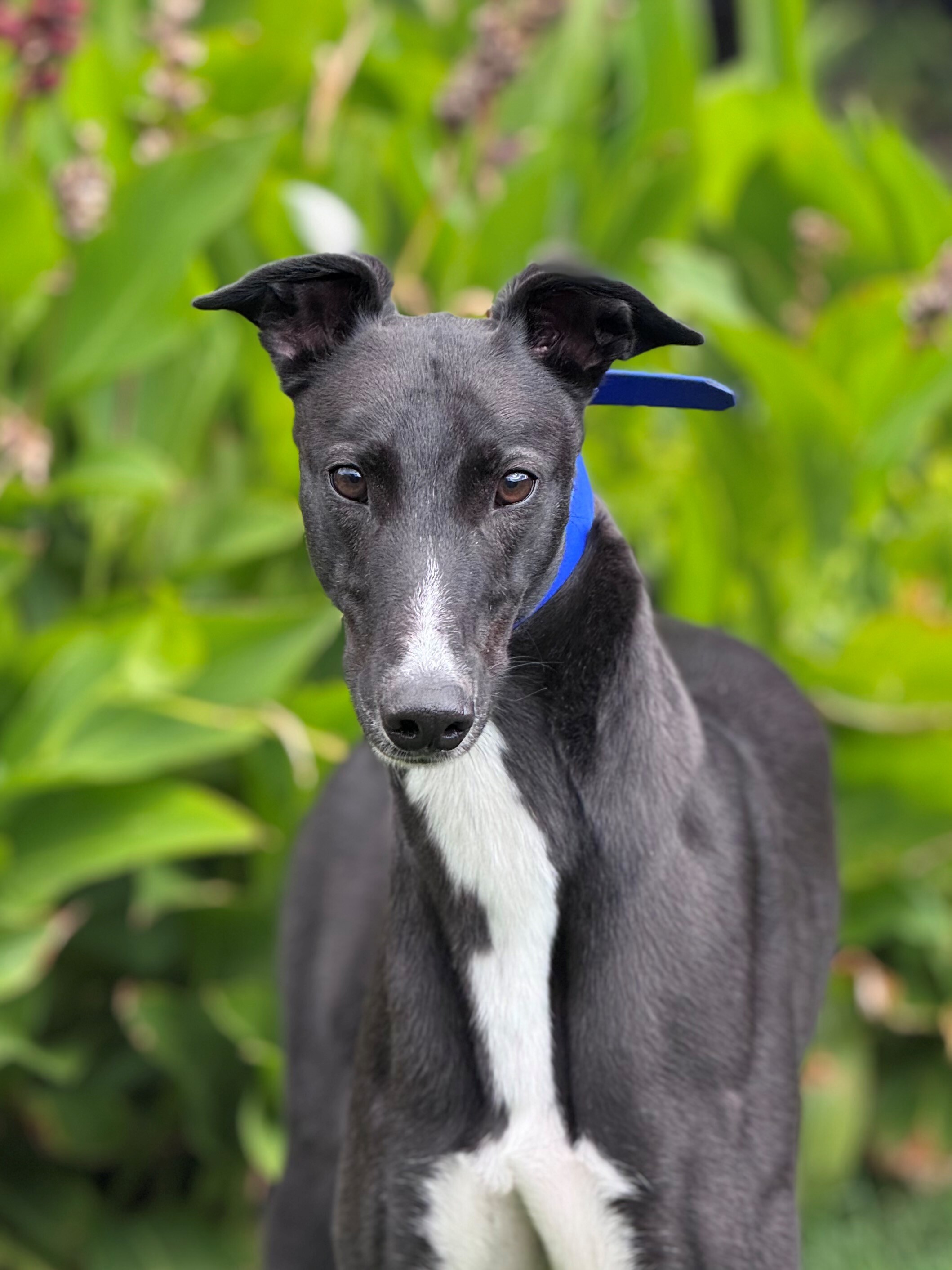 Sonic Gallery Image 3