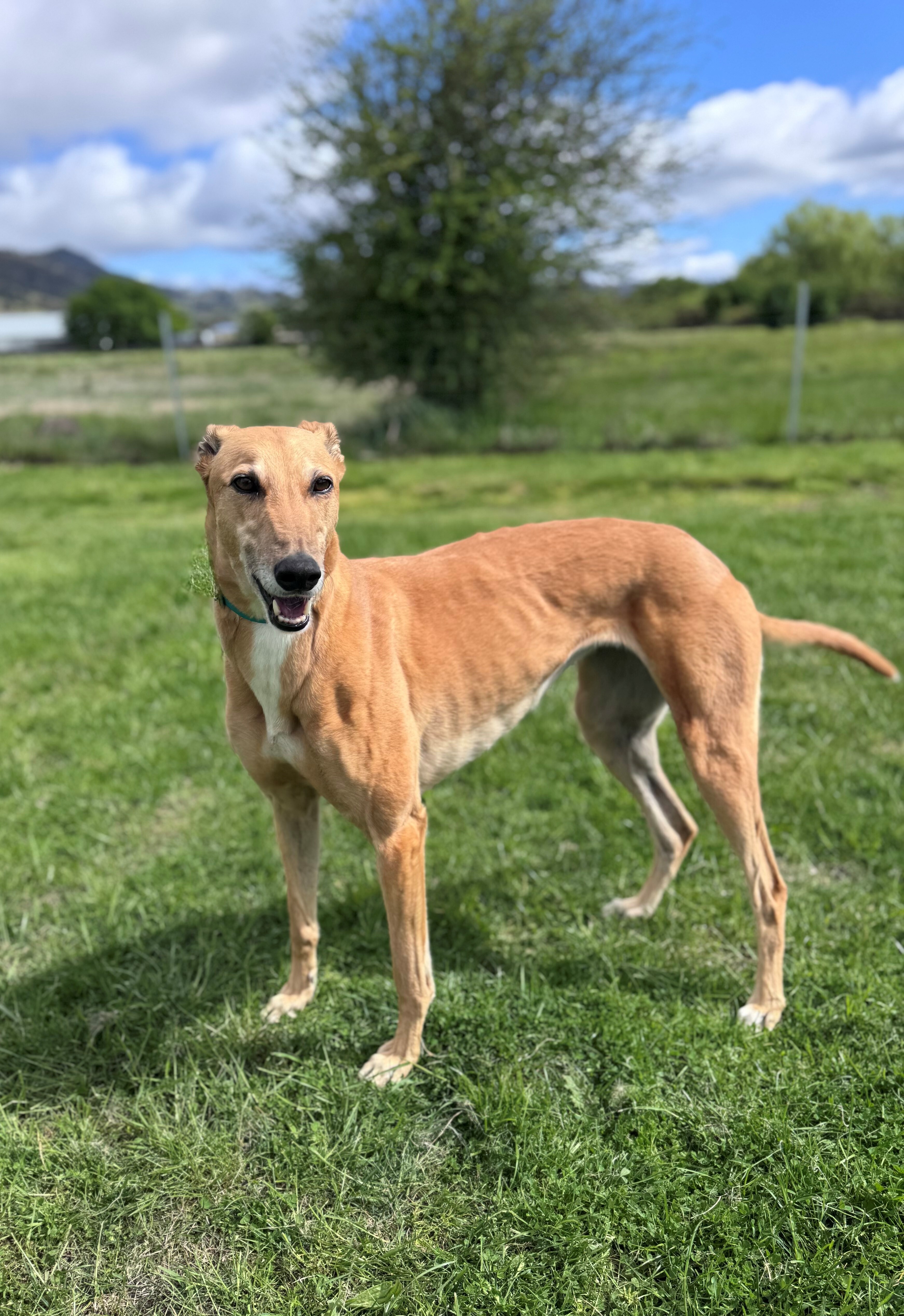 Sammy Gallery Image 2