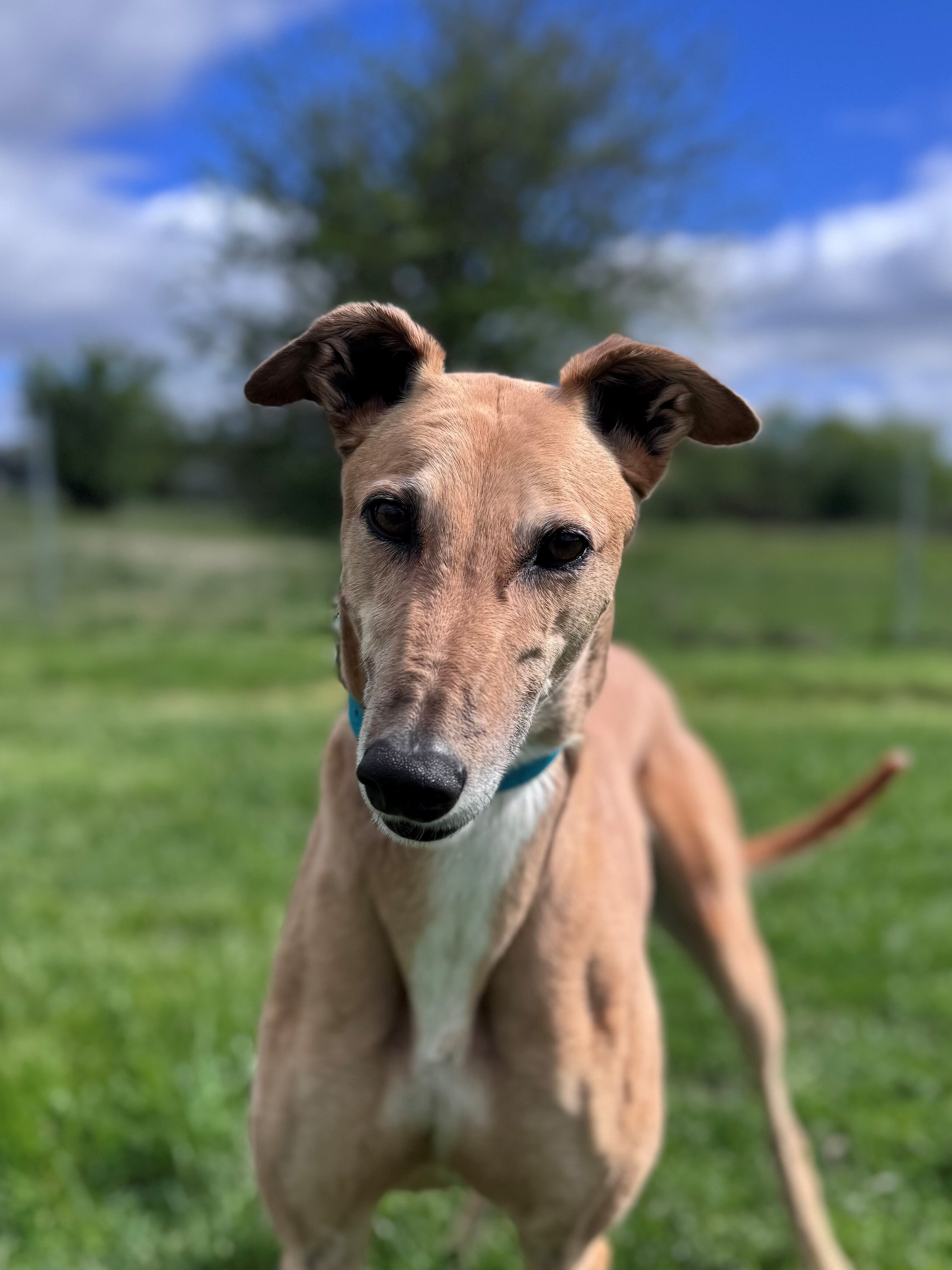 Sammy Gallery Image 3