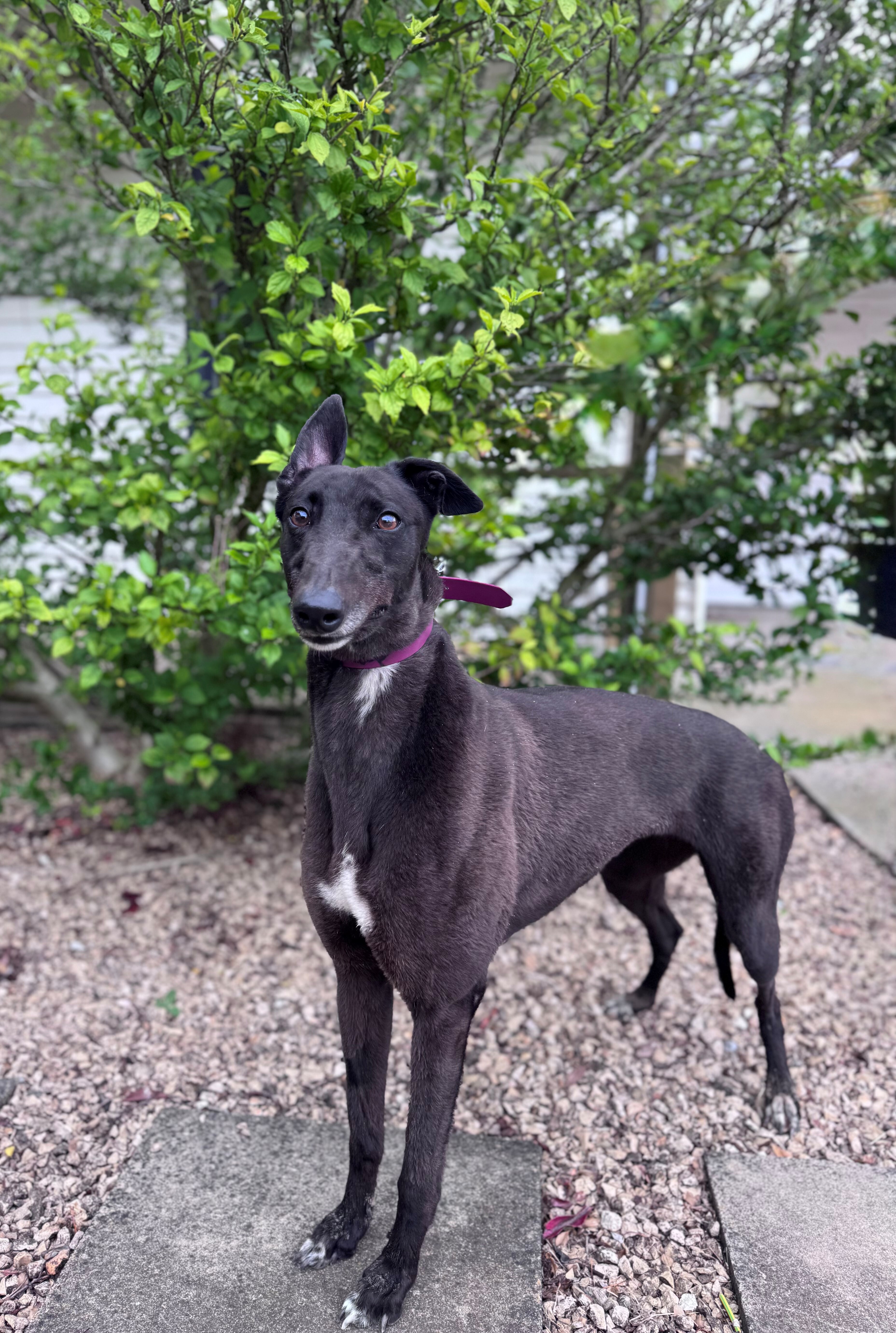 Sophie Gallery Image 3