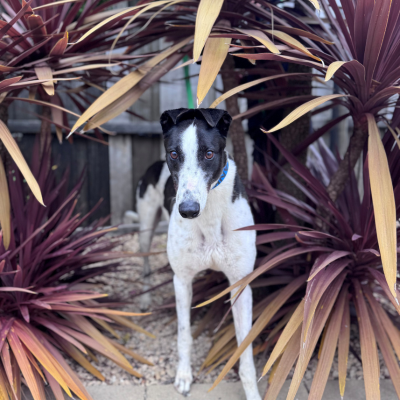 Tank Gallery Image 2