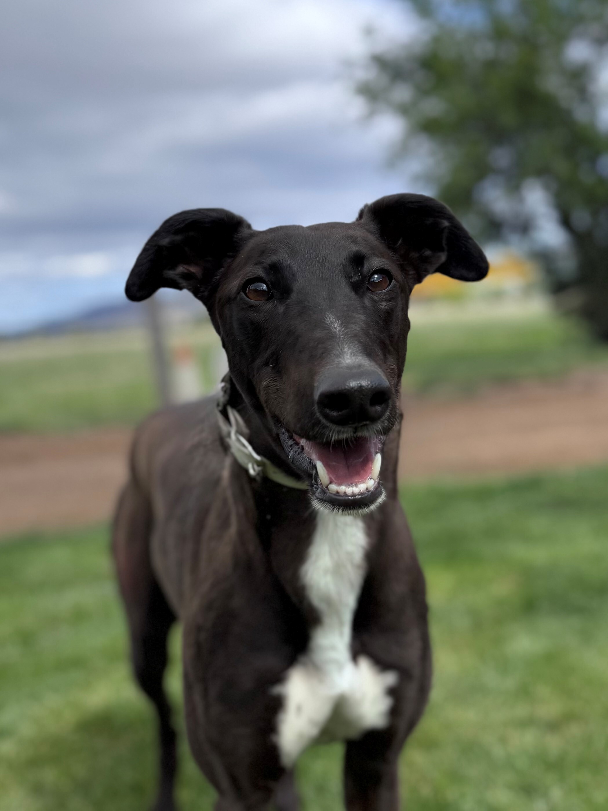 Tess Gallery Image 2