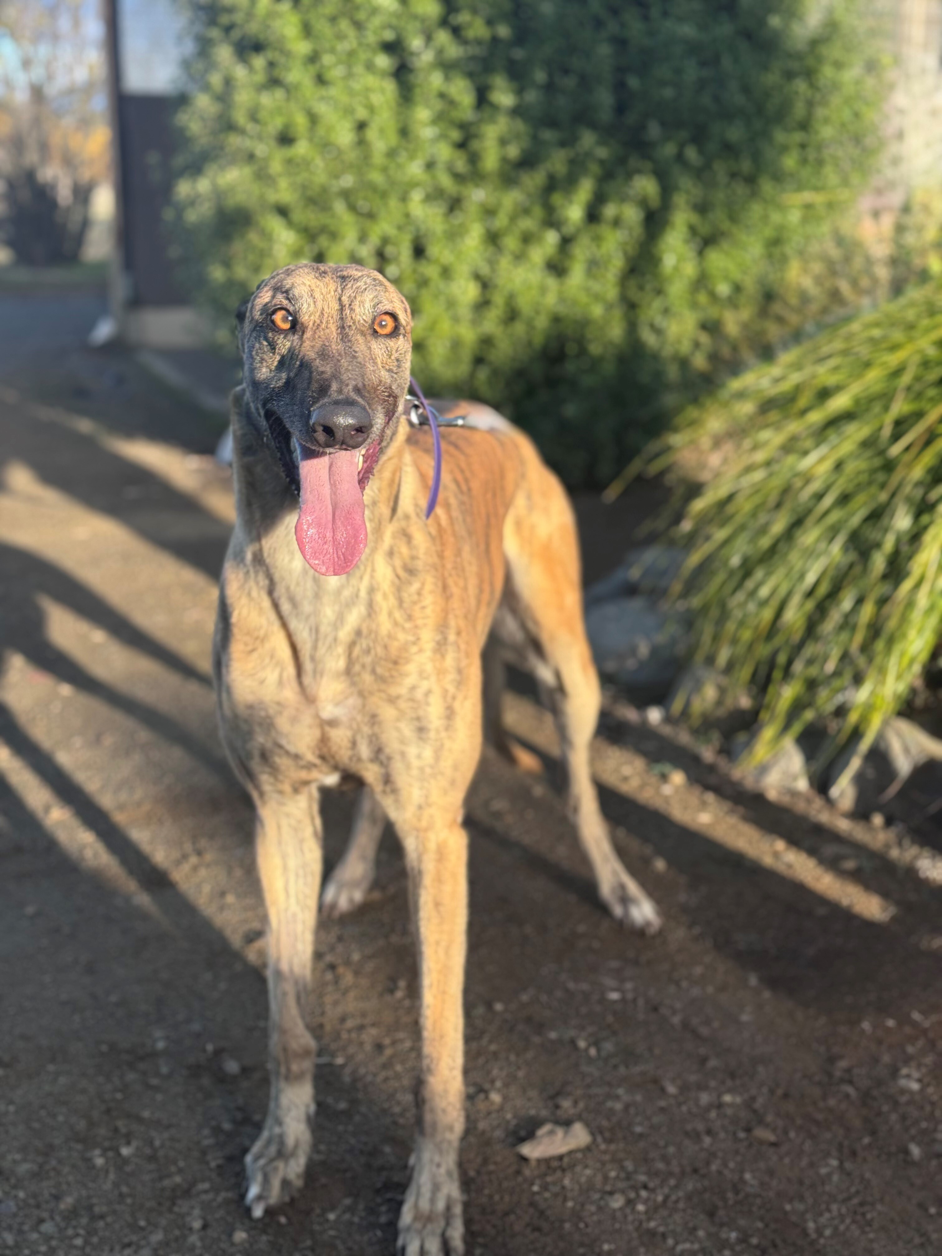 Tiger Gallery Image 2