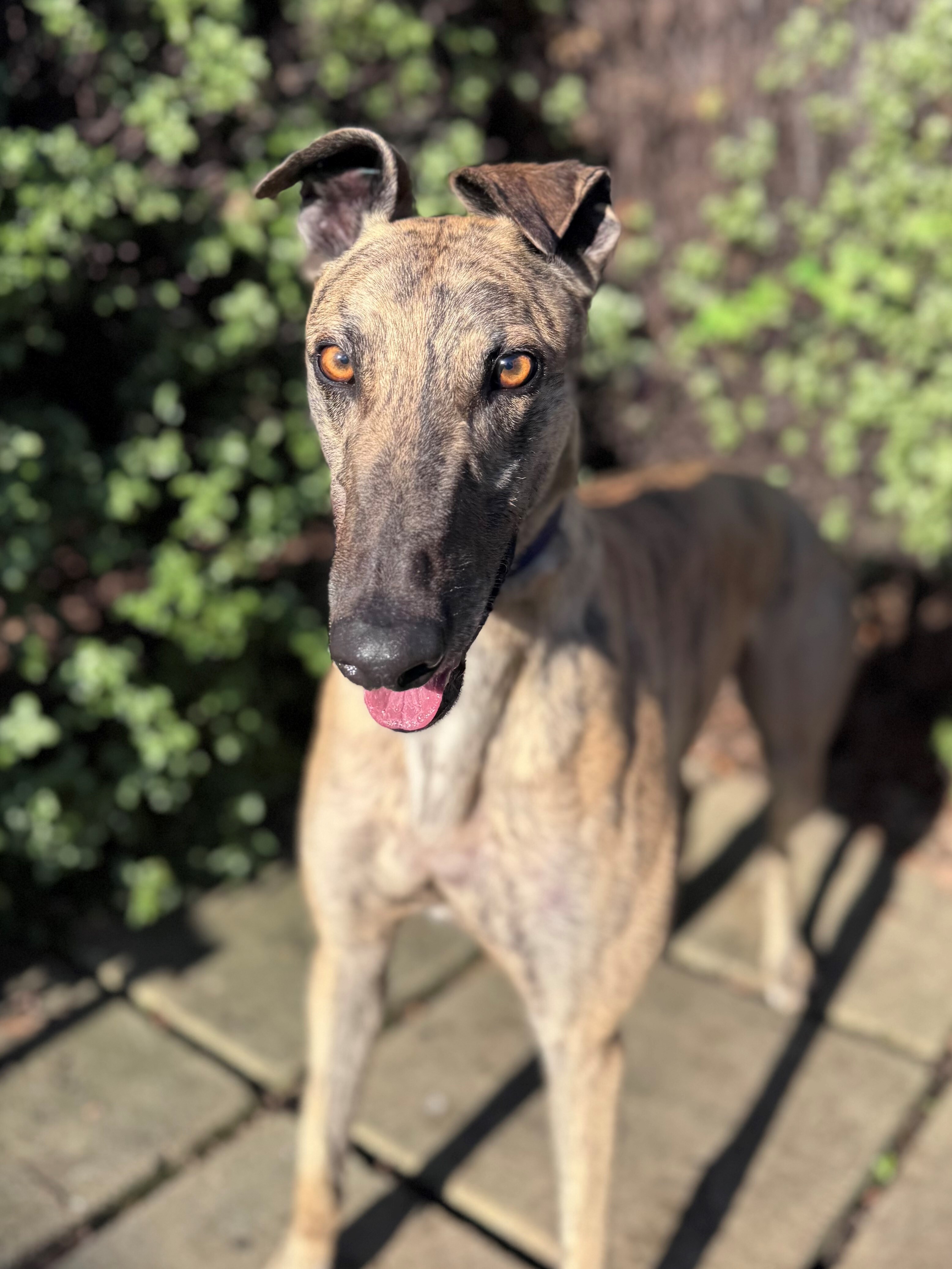 Tiger Gallery Image 3