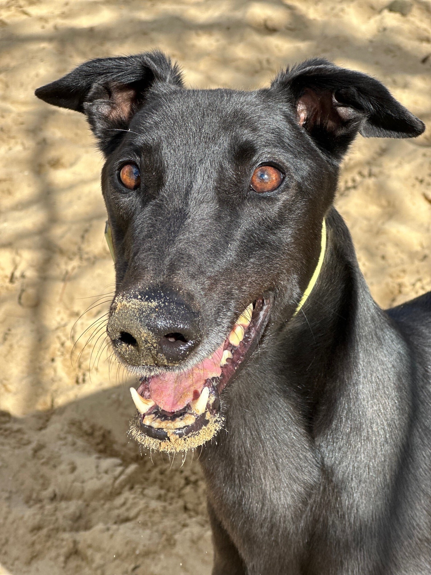 Bobby Gallery Image 3