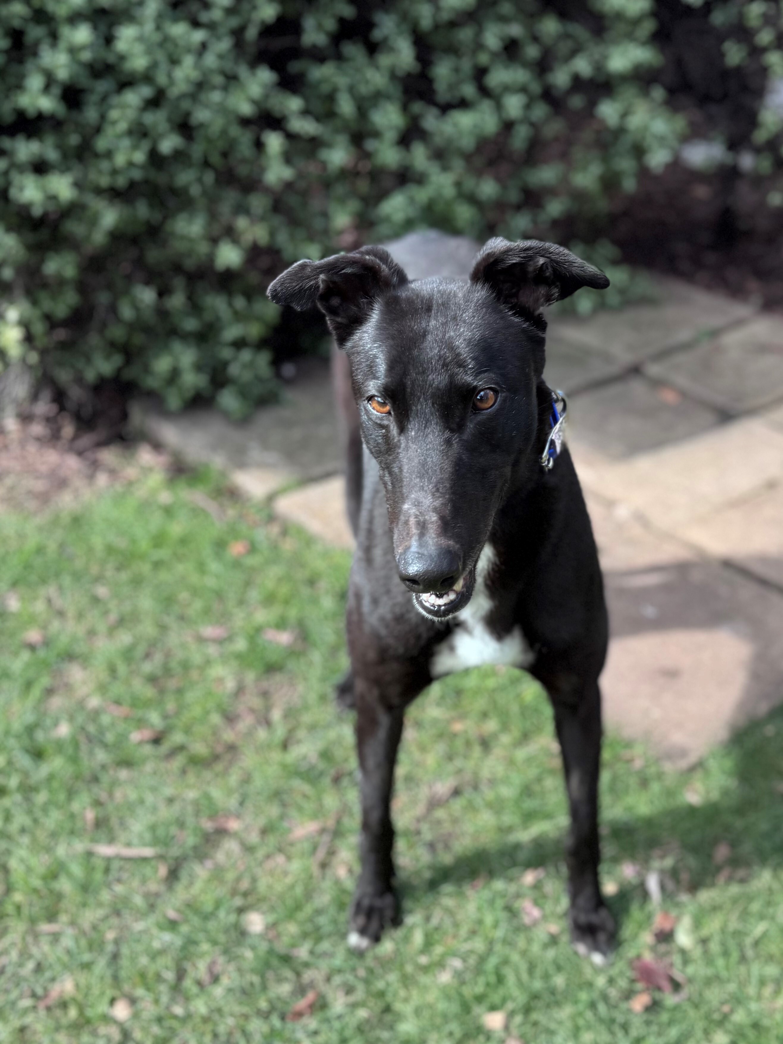 Caper Gallery Image 3