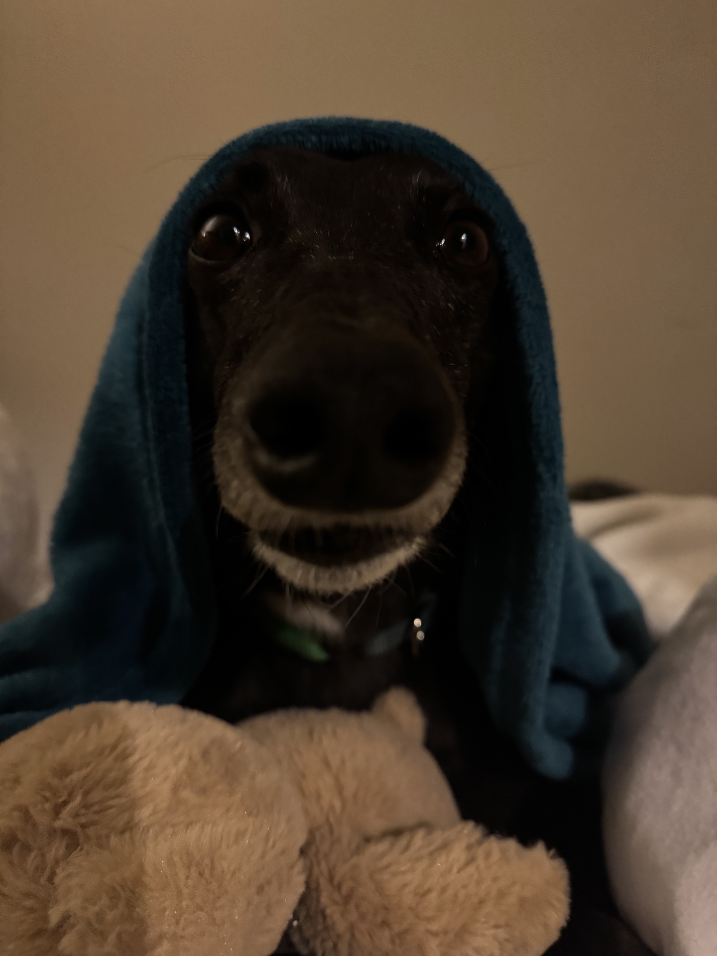 Georgie Gallery Image 5