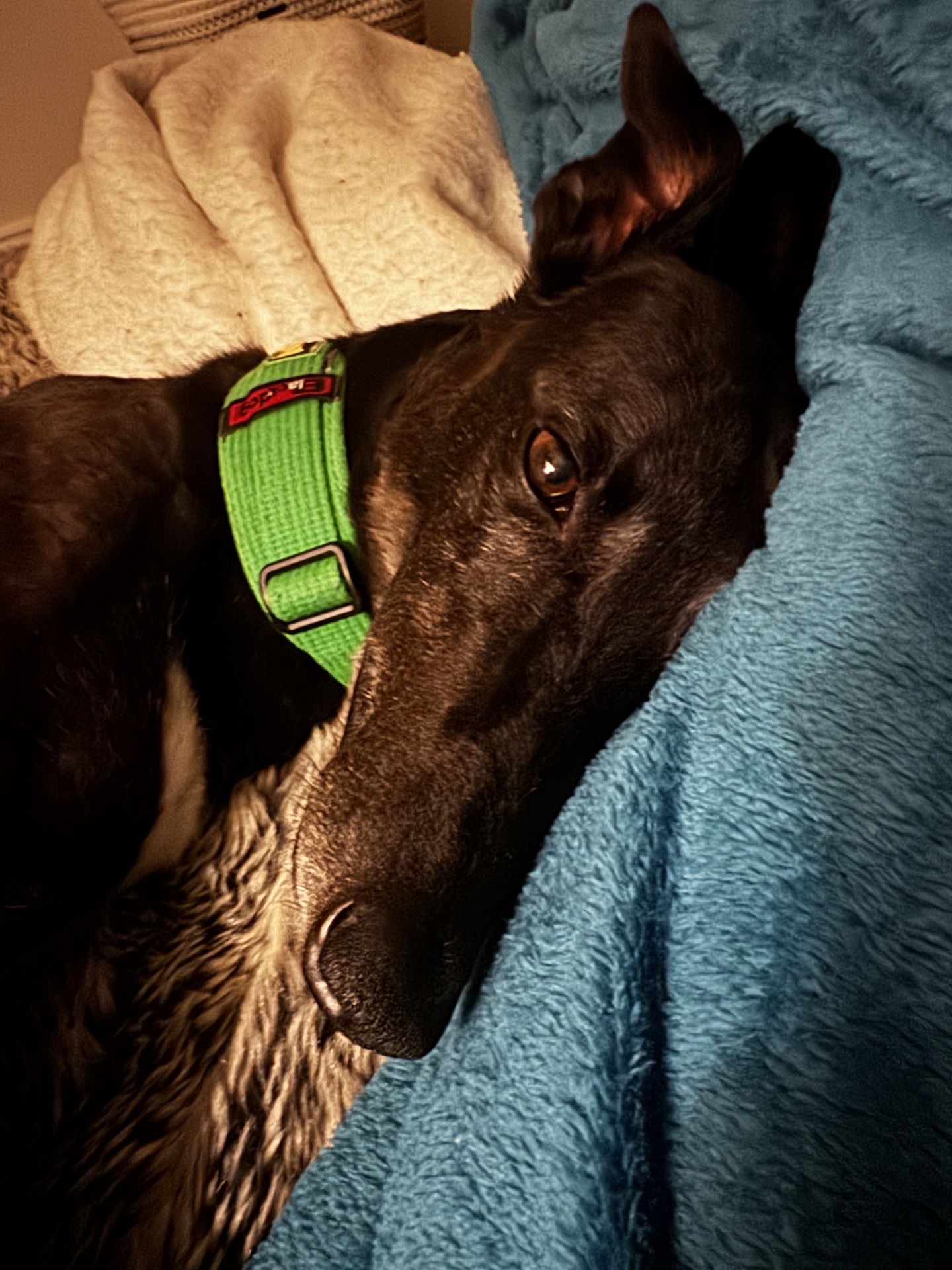 Georgie Gallery Image 6