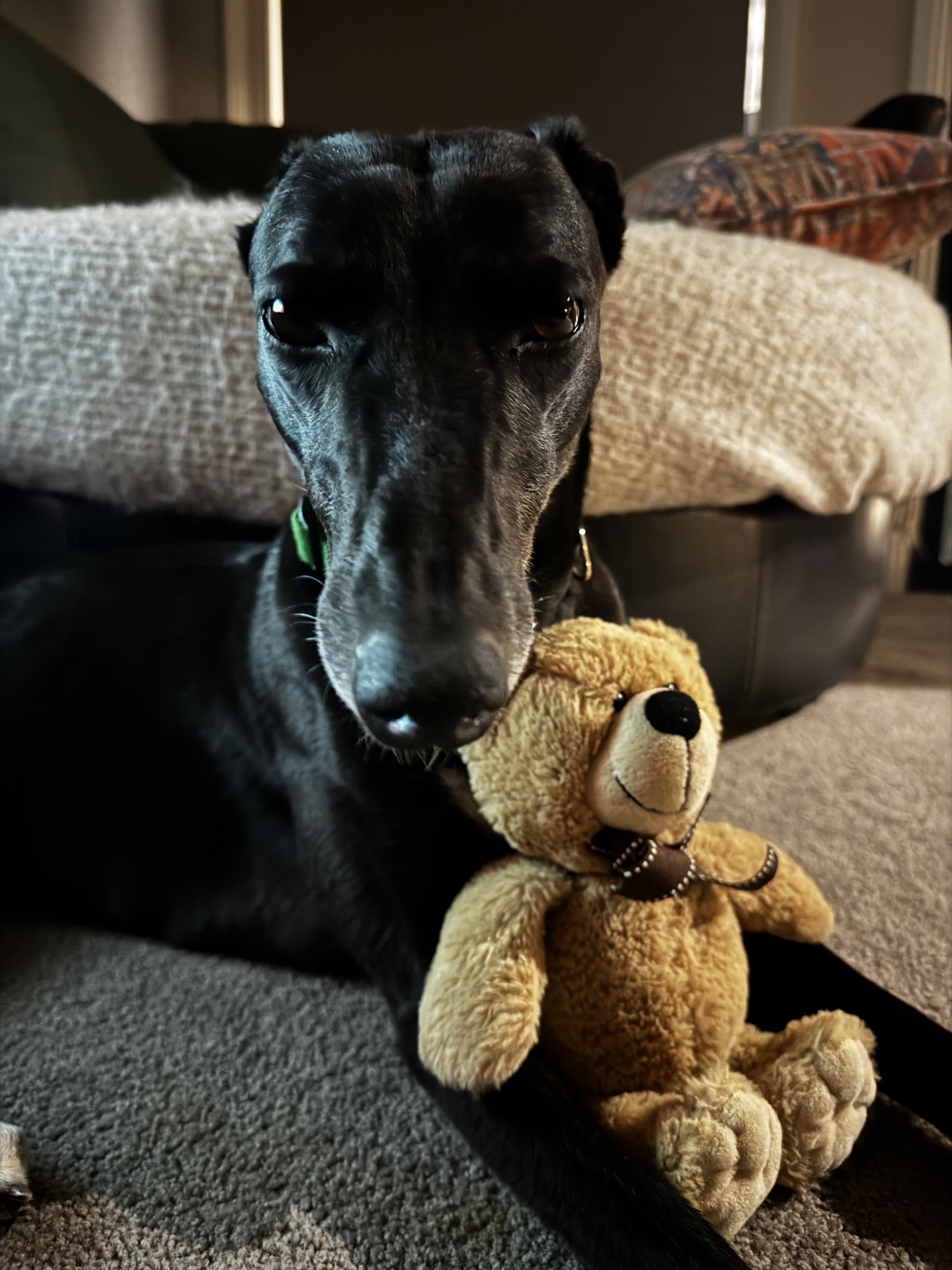 Georgie Gallery Image 8