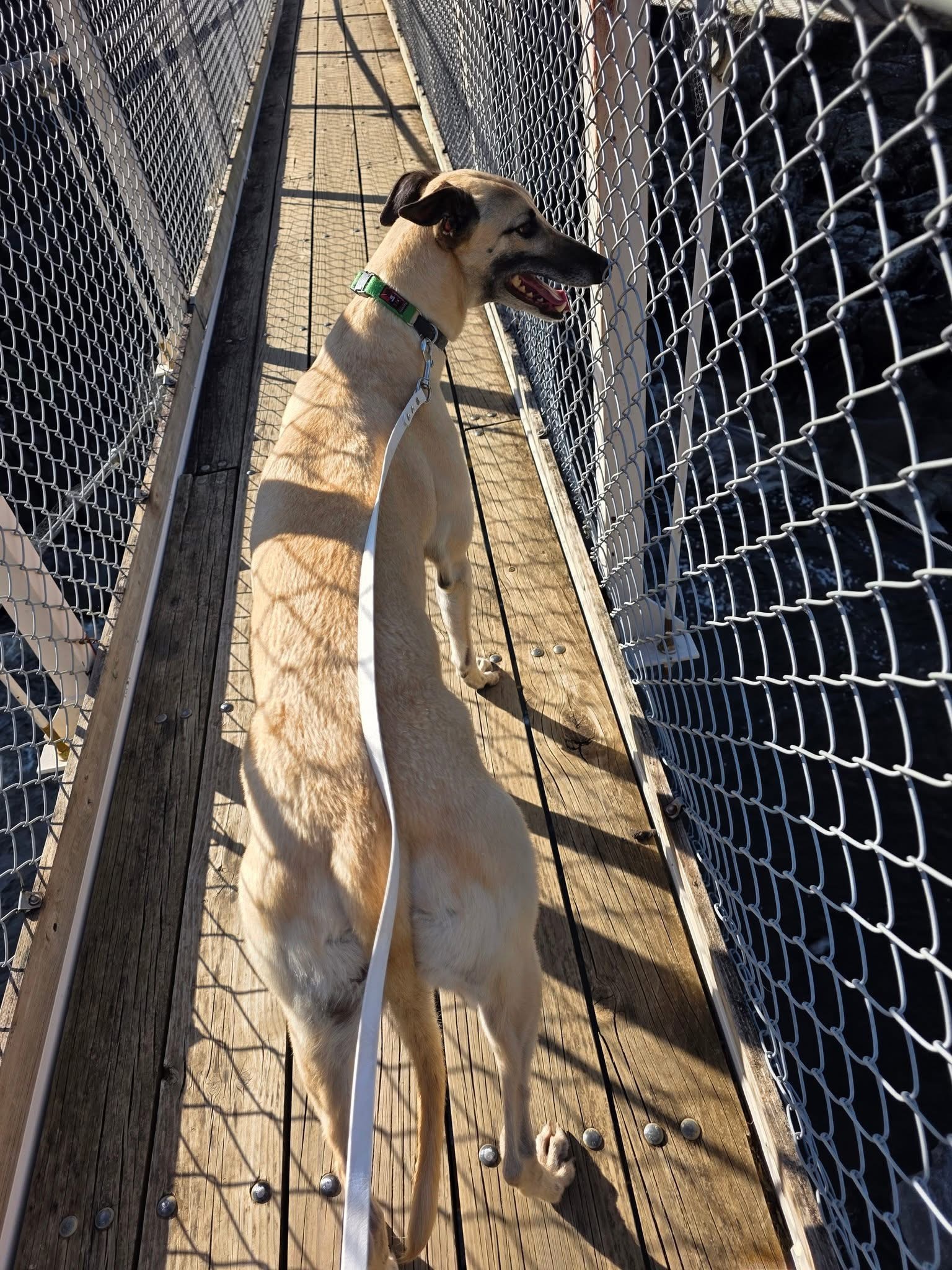 Johnny Gallery Image 6