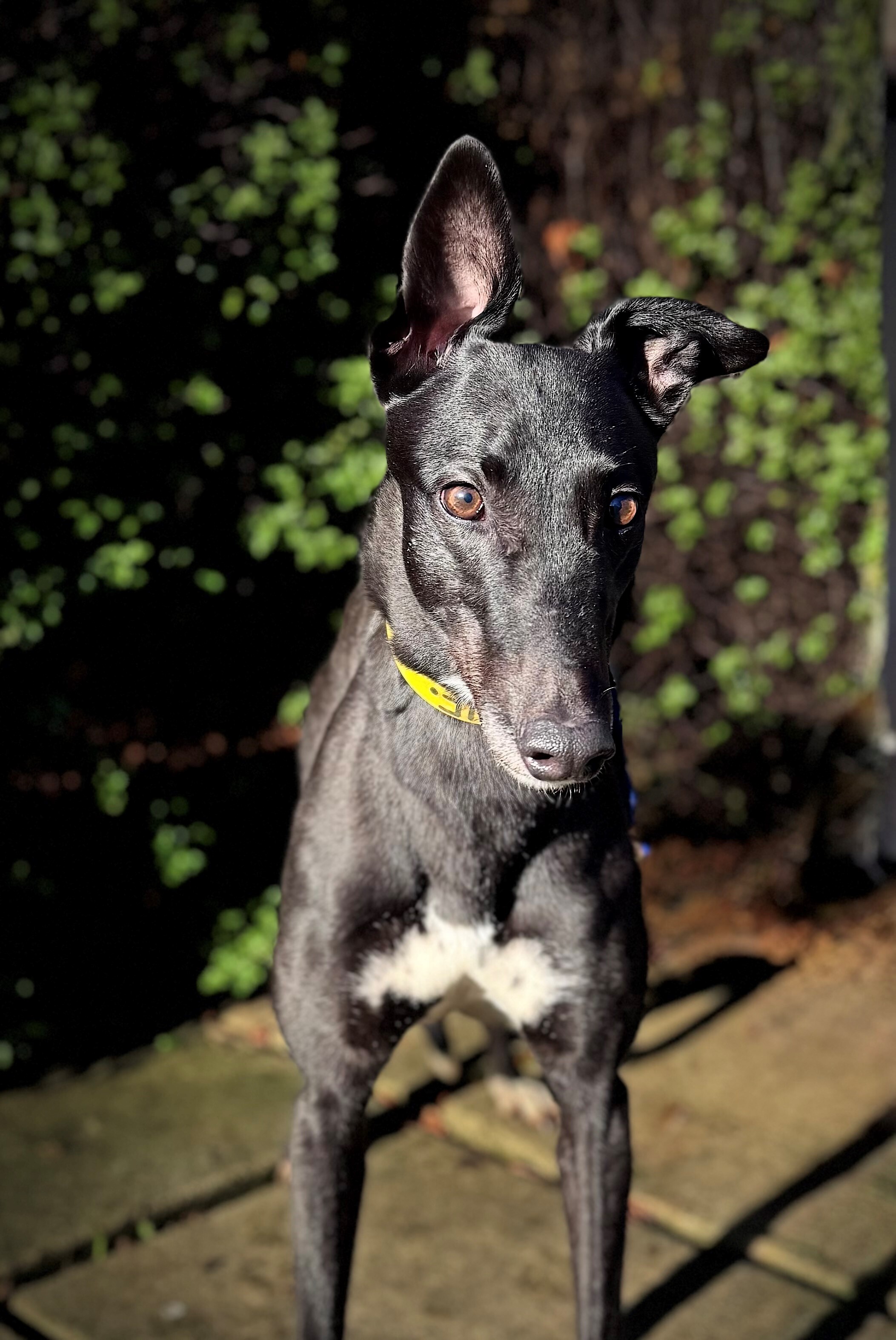 Kylie Gallery Image 2