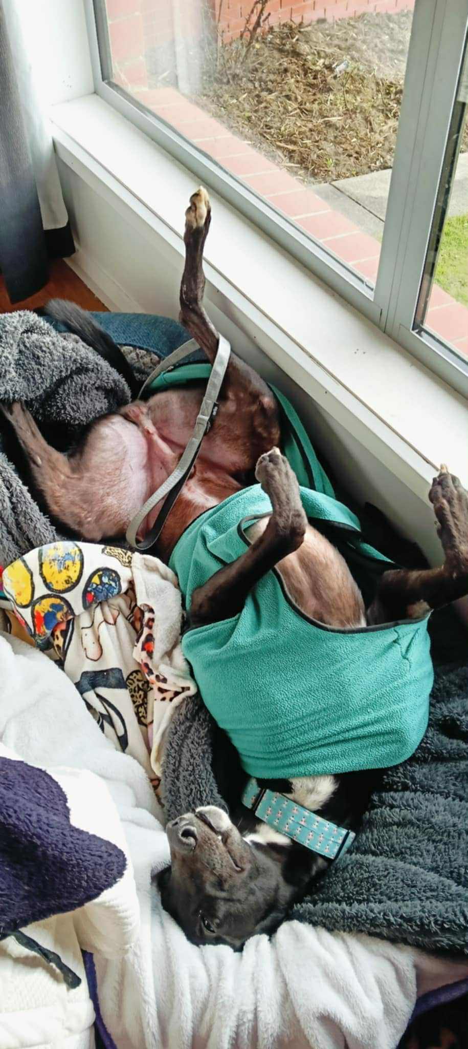 Remus Gallery Image 5