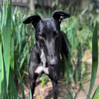 Remus Gallery Image 6