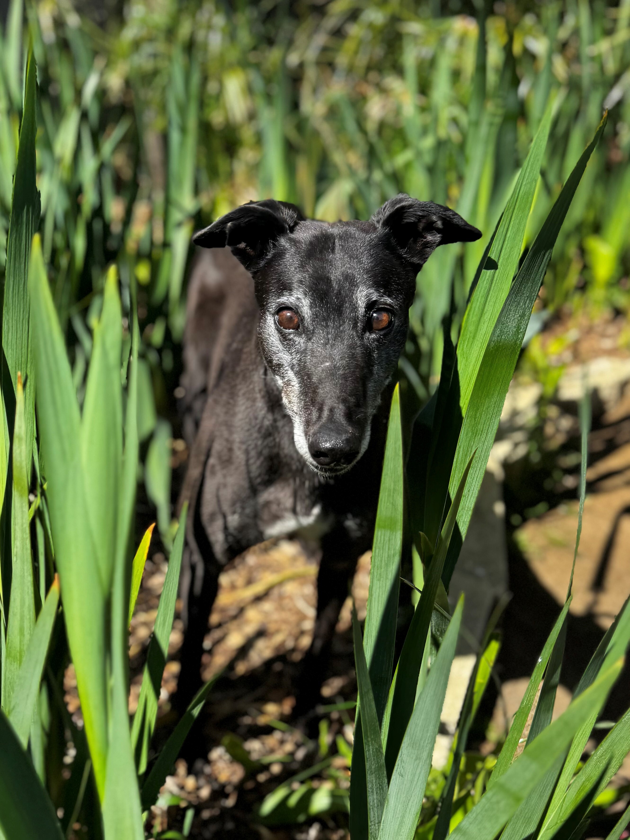 Rose Gallery Image 3